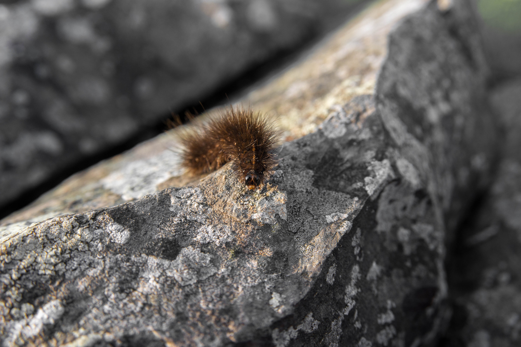 AF Zoom-Nikkor 28-105mm f/3.5-4.5D IF sample photo. Caterpiller photography