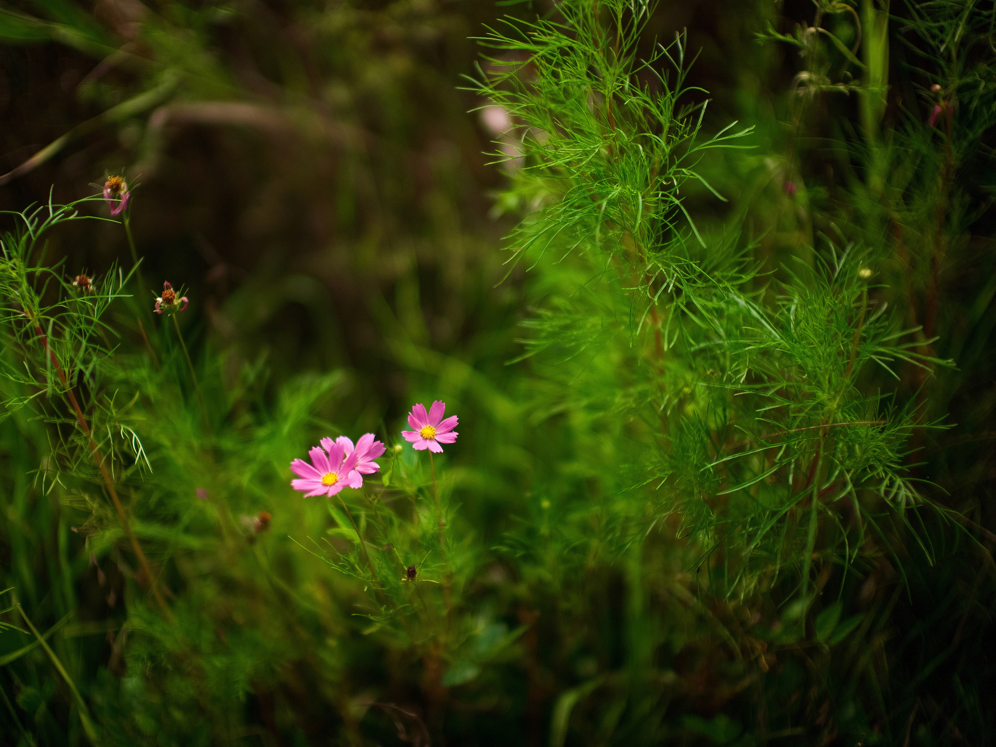 Leica Noctilux-M 50mm F0.95 ASPH sample photo