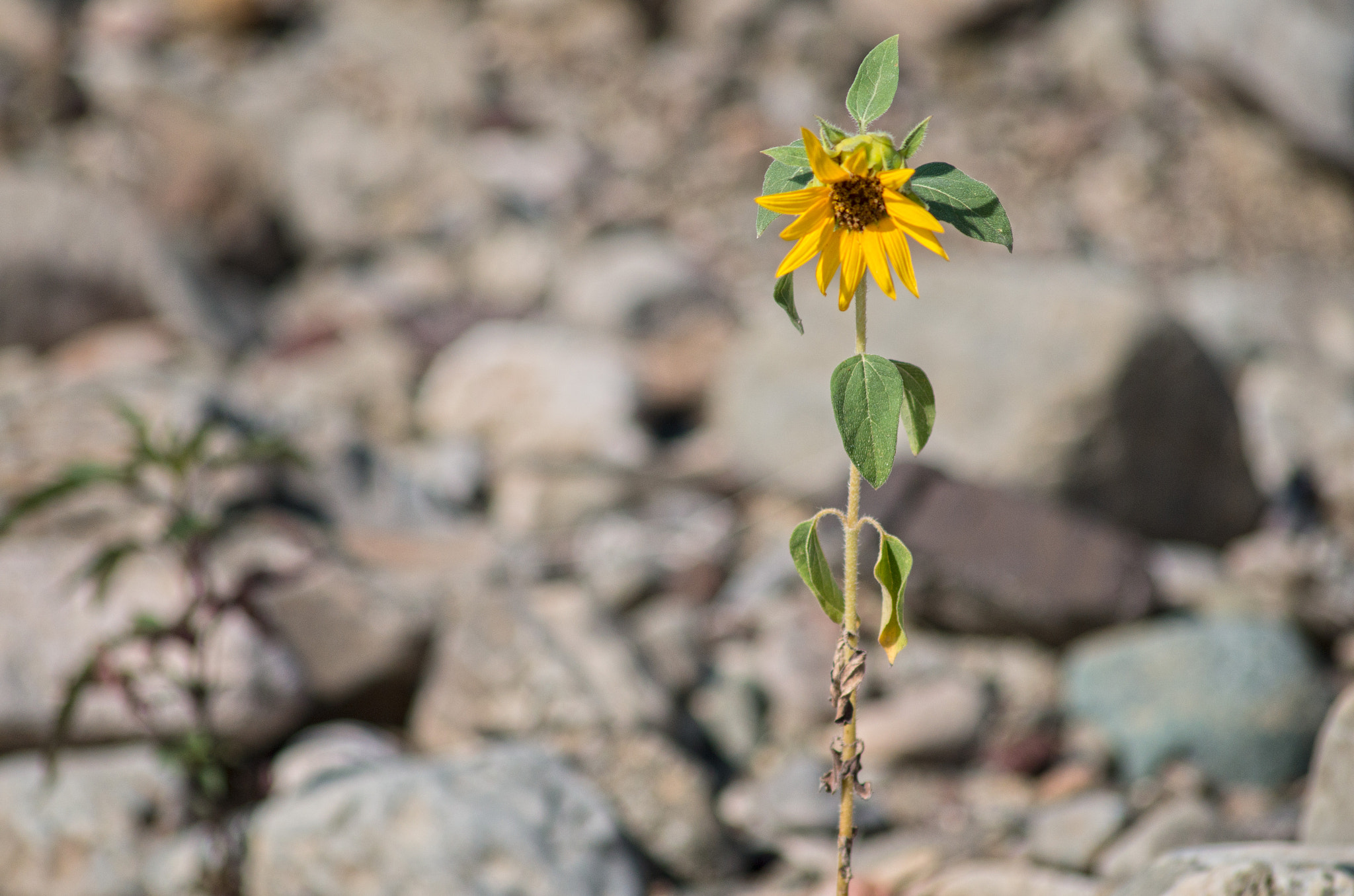 Pentax K-50 + Sigma sample photo. Girasolino photography