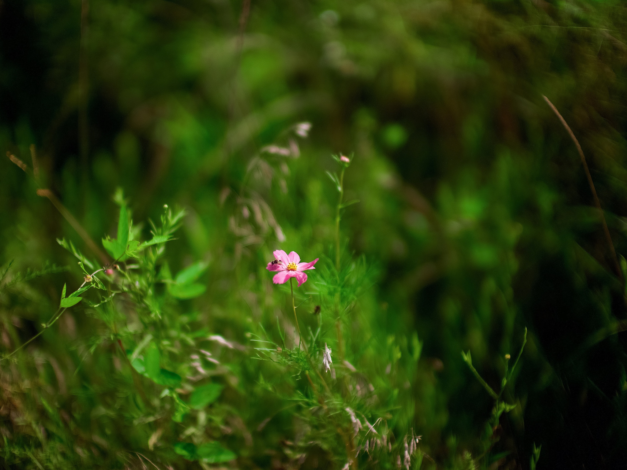 Leica Noctilux-M 50mm F0.95 ASPH sample photo