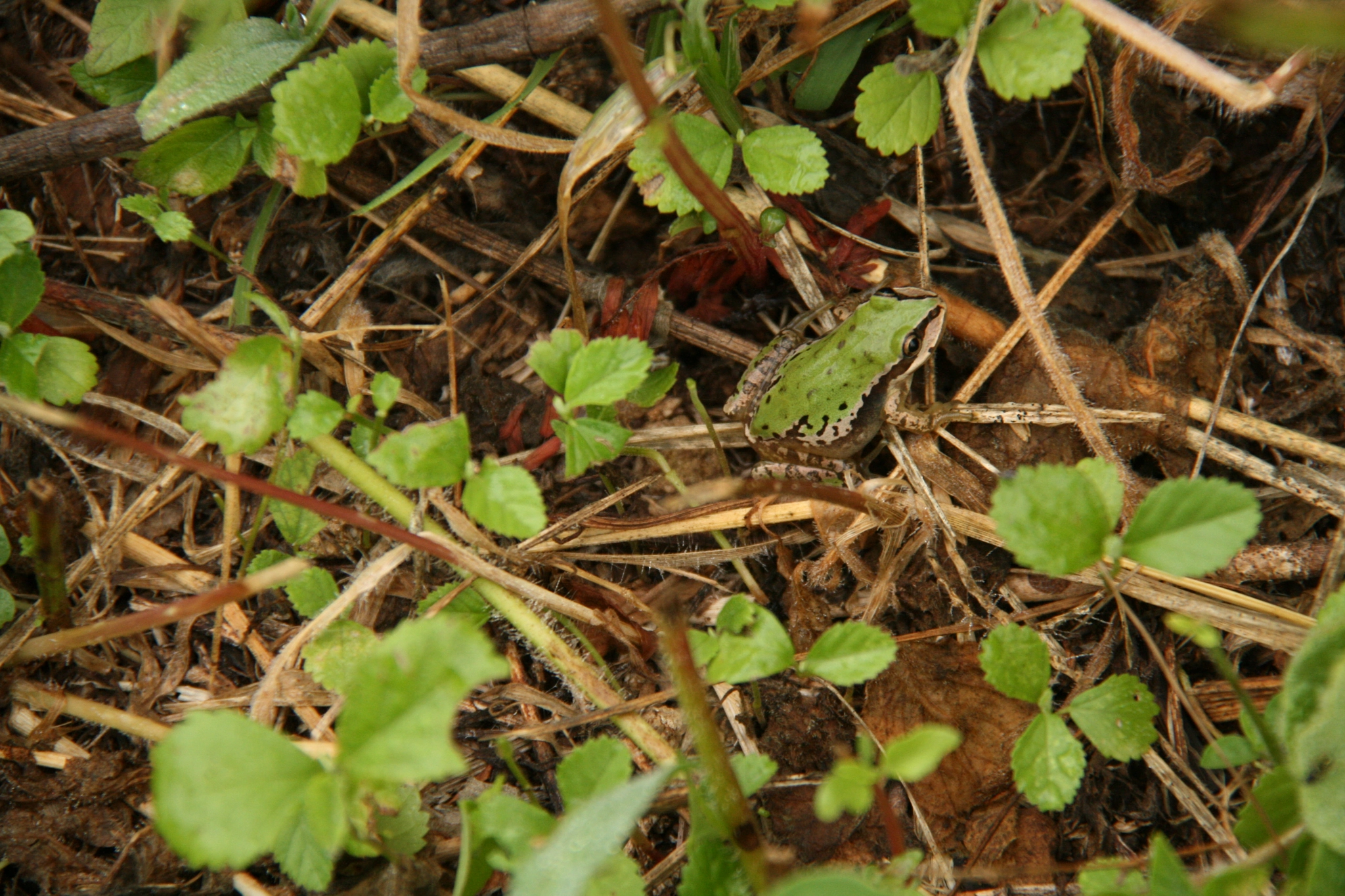 Canon EF-S 18-200mm F3.5-5.6 IS sample photo. Camouflage photography