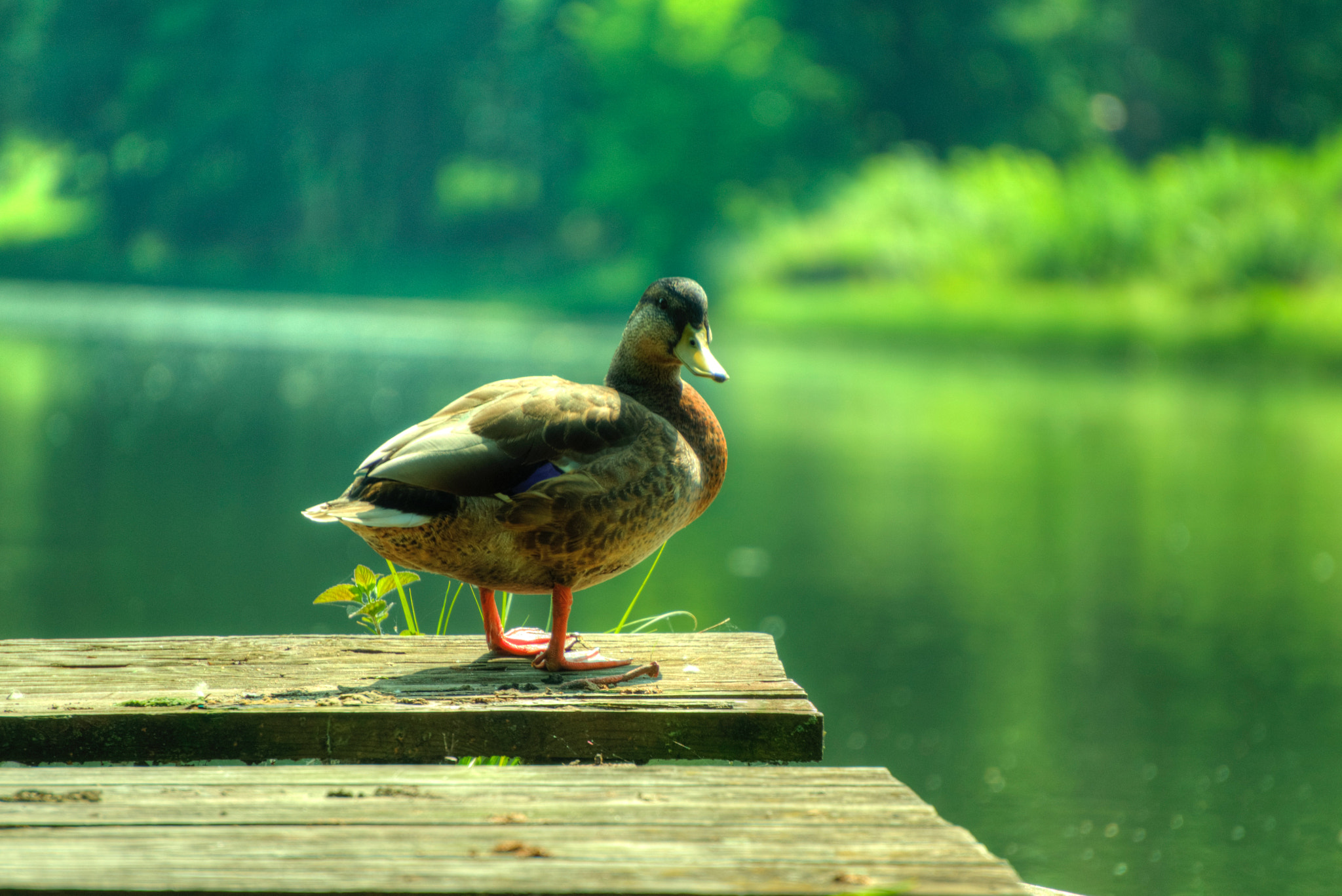 Sony E 55-210mm F4.5-6.3 OSS sample photo. What are you looking at? photography