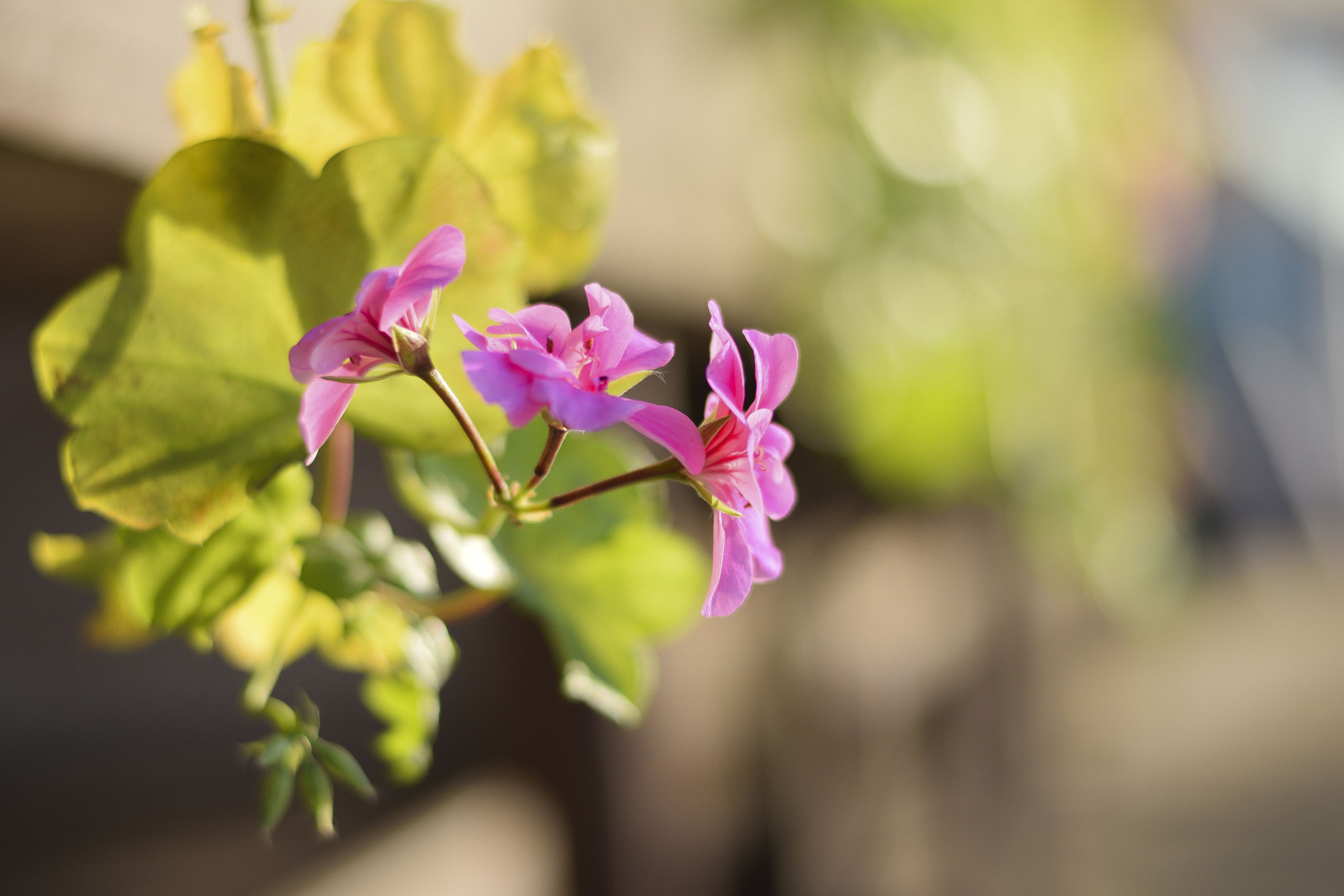 Sigma 50-150mm F2.8 EX APO DC HSM sample photo. Feliz dia para todos! photography