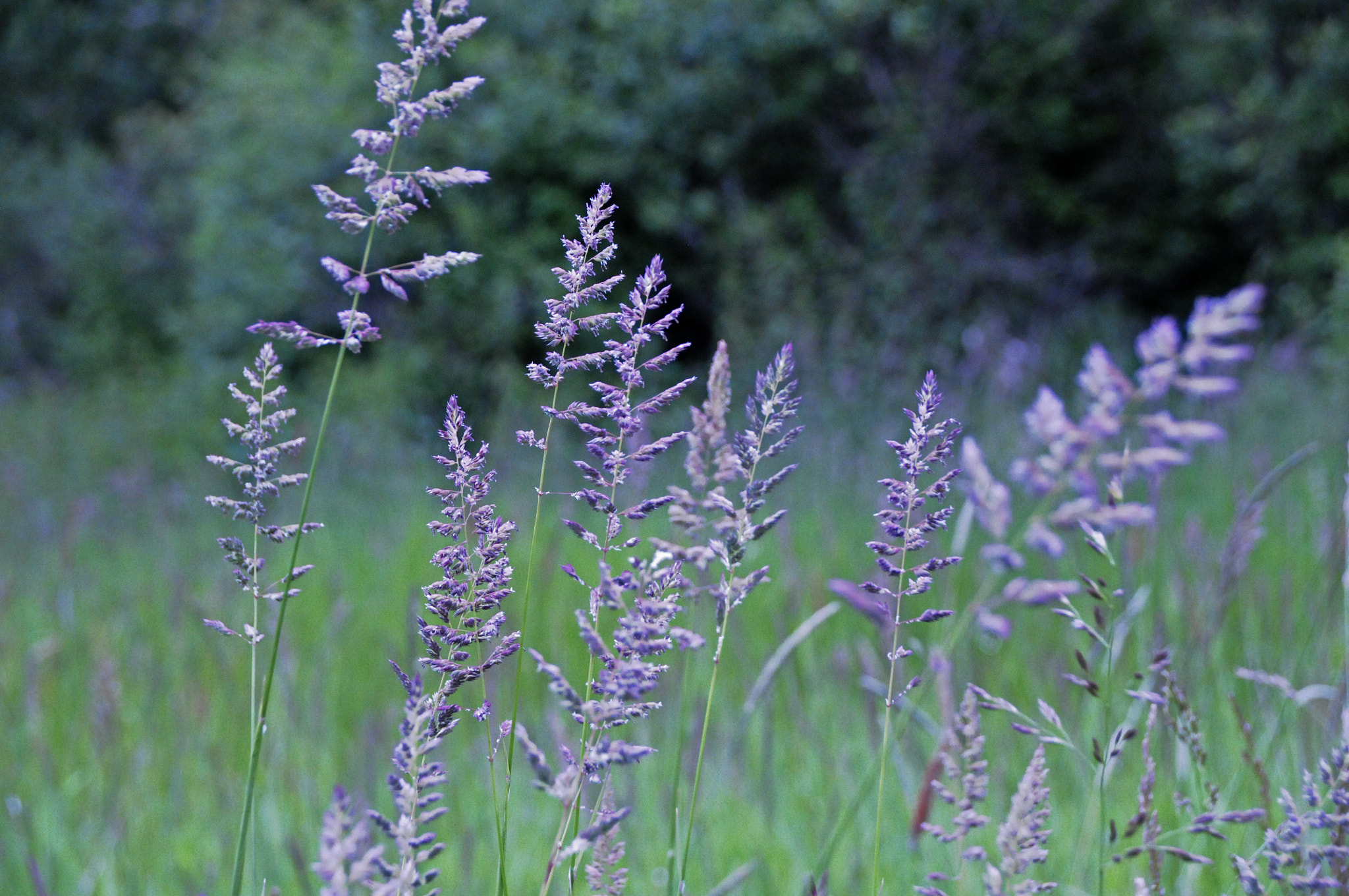Sigma 18-250mm F3.5-6.3 DC Macro OS HSM sample photo. Purple grass photography