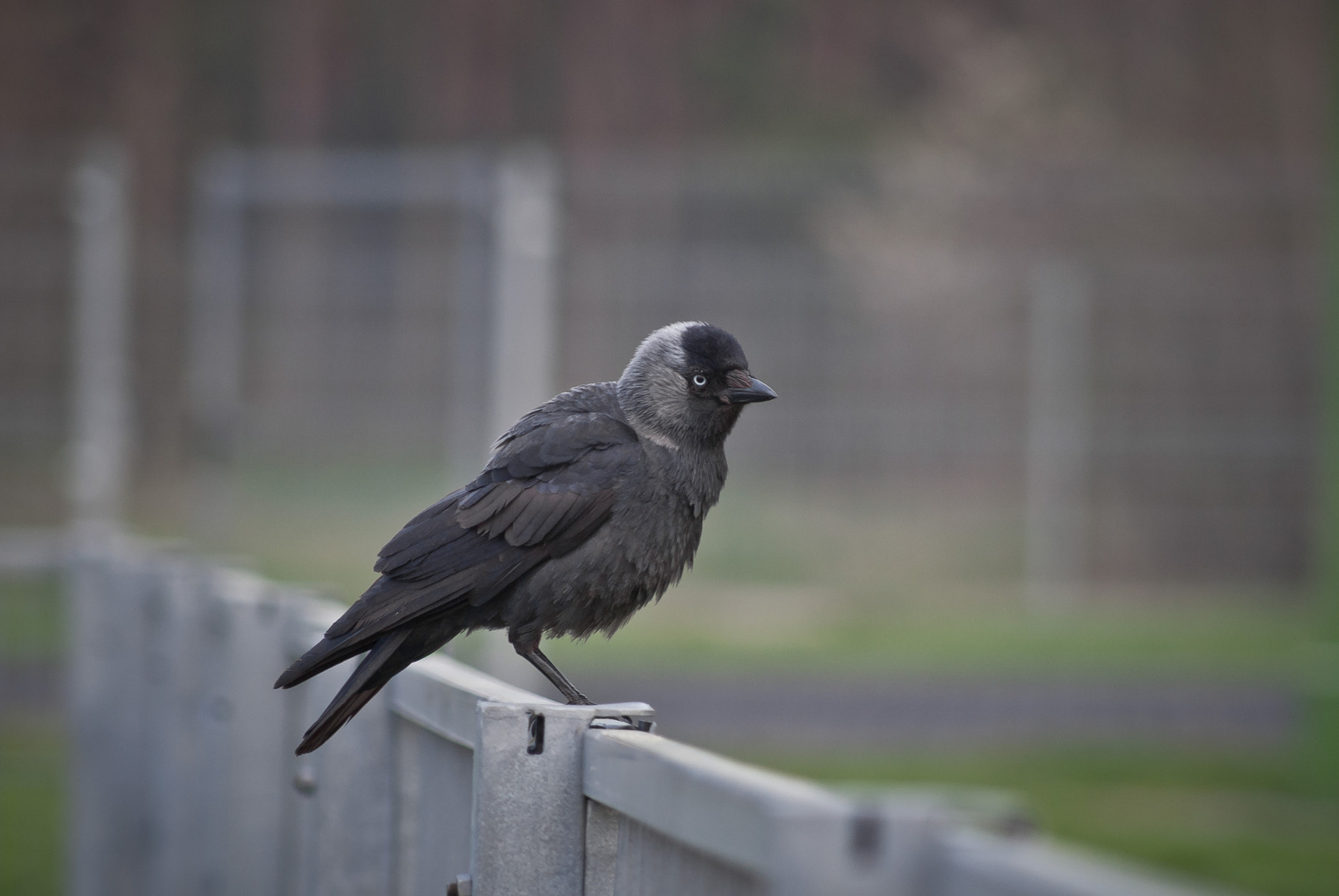 Sony Alpha DSLR-A330 sample photo. Black bird photography