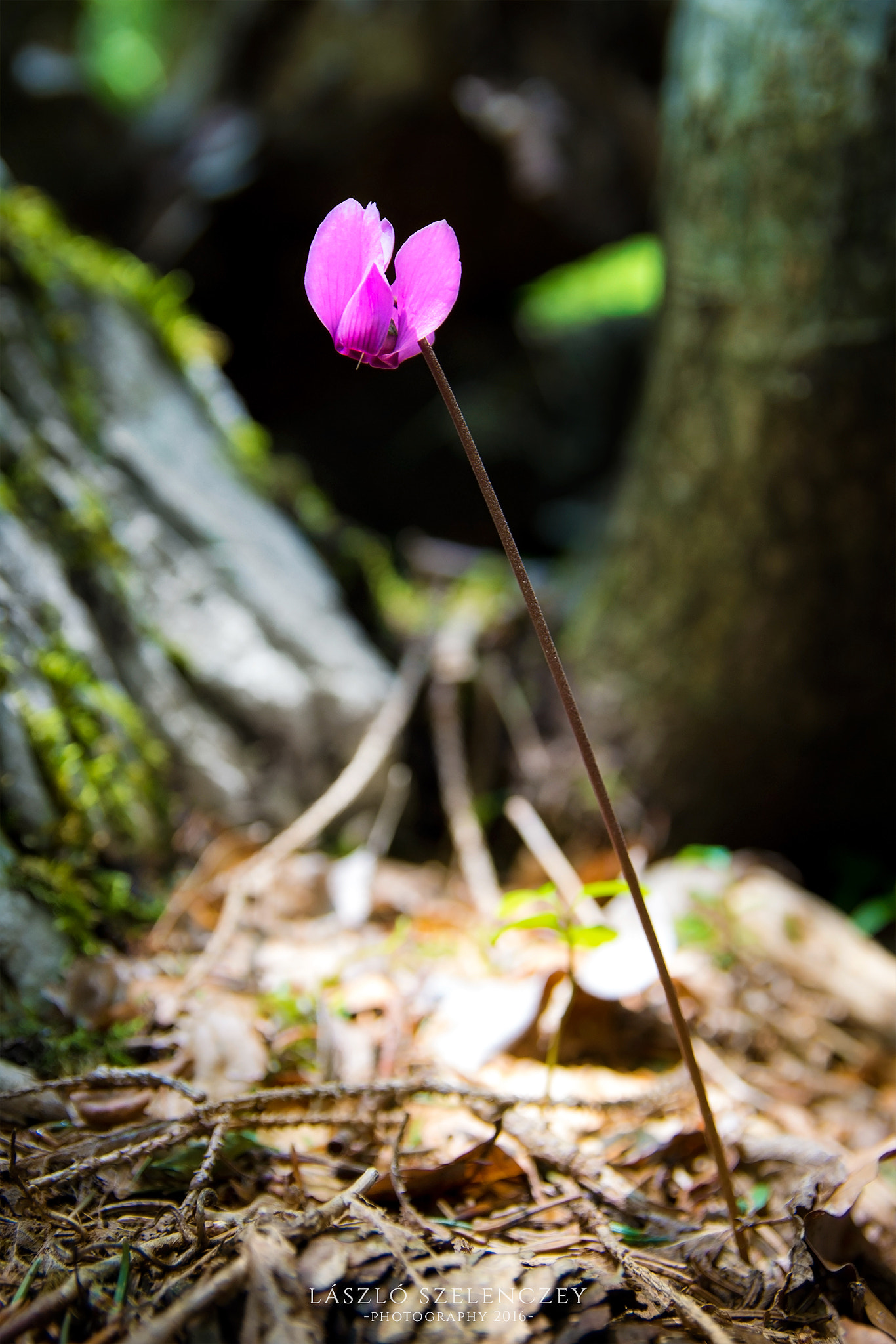 Pentax K-30 + Sigma 17-50mm F2.8 EX DC HSM sample photo. Lonely cyclamen photography