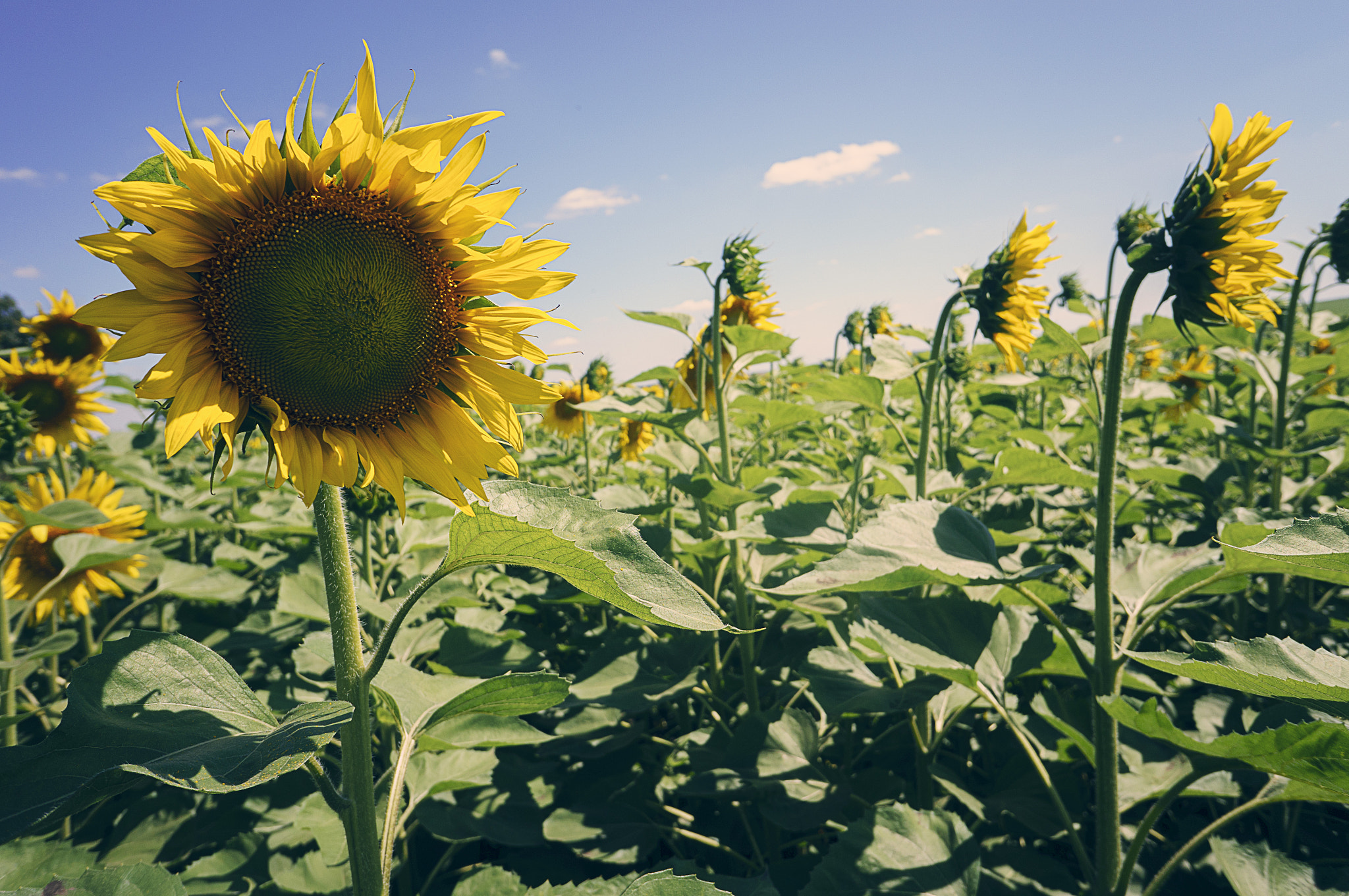 Sony Alpha NEX-6 + Sony E 16mm F2.8 sample photo. Summer sun photography