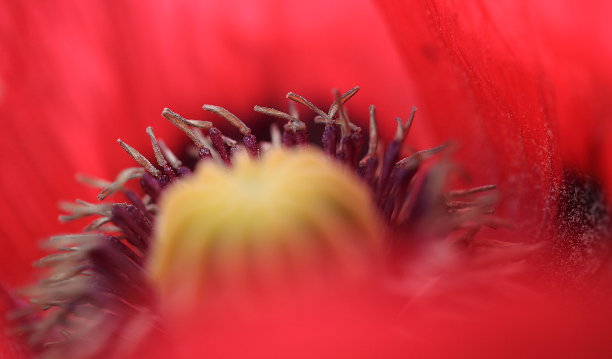 Canon EF 100mm F2.8L Macro IS USM sample photo. Jpg photography