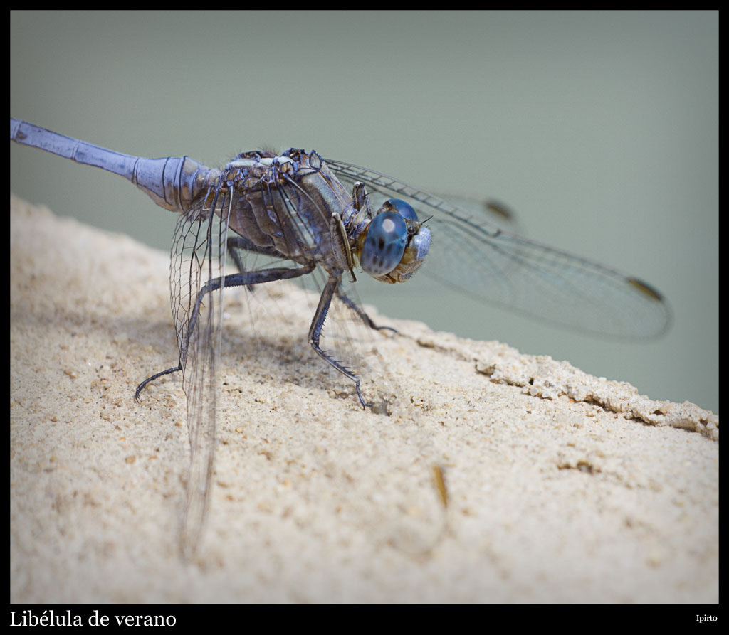 Canon EF 180mm F3.5L Macro USM sample photo. Libelulas de verano photography