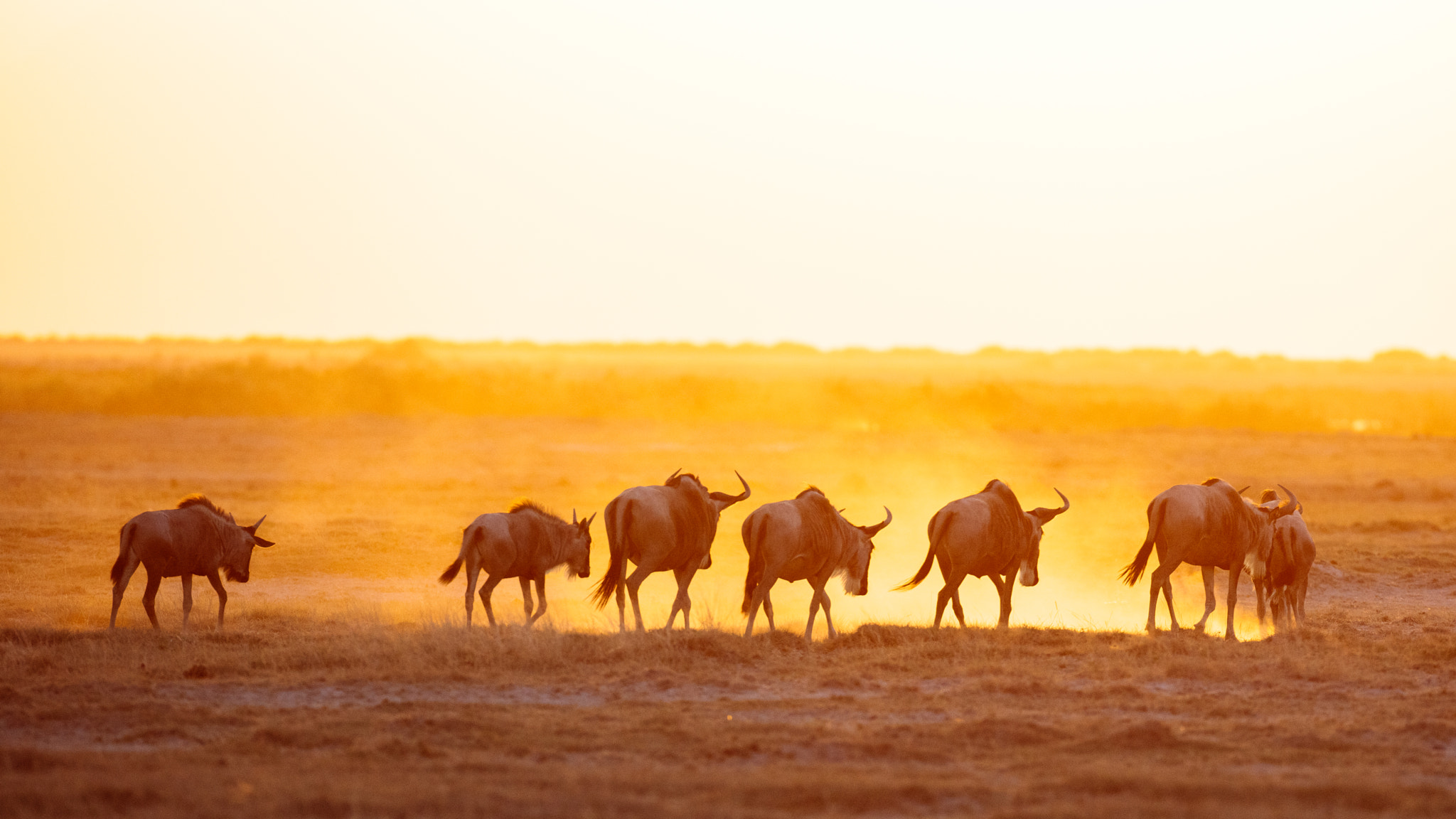 Canon EOS 5DS R + Canon EF 500mm F4L IS USM sample photo. Sunset march photography