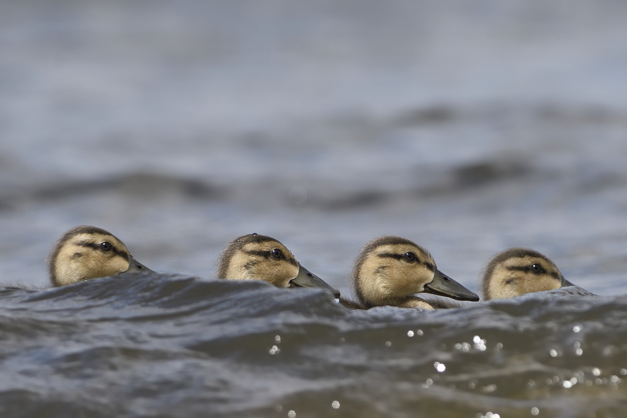 Nikon D810 + Nikon AF-S Nikkor 300mm F2.8G ED-IF VR sample photo. Ducklings photography