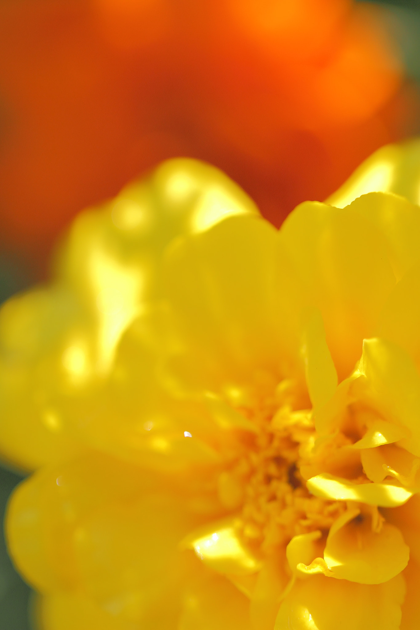 Canon EF 100mm F2.8L Macro IS USM sample photo. Zinia photography