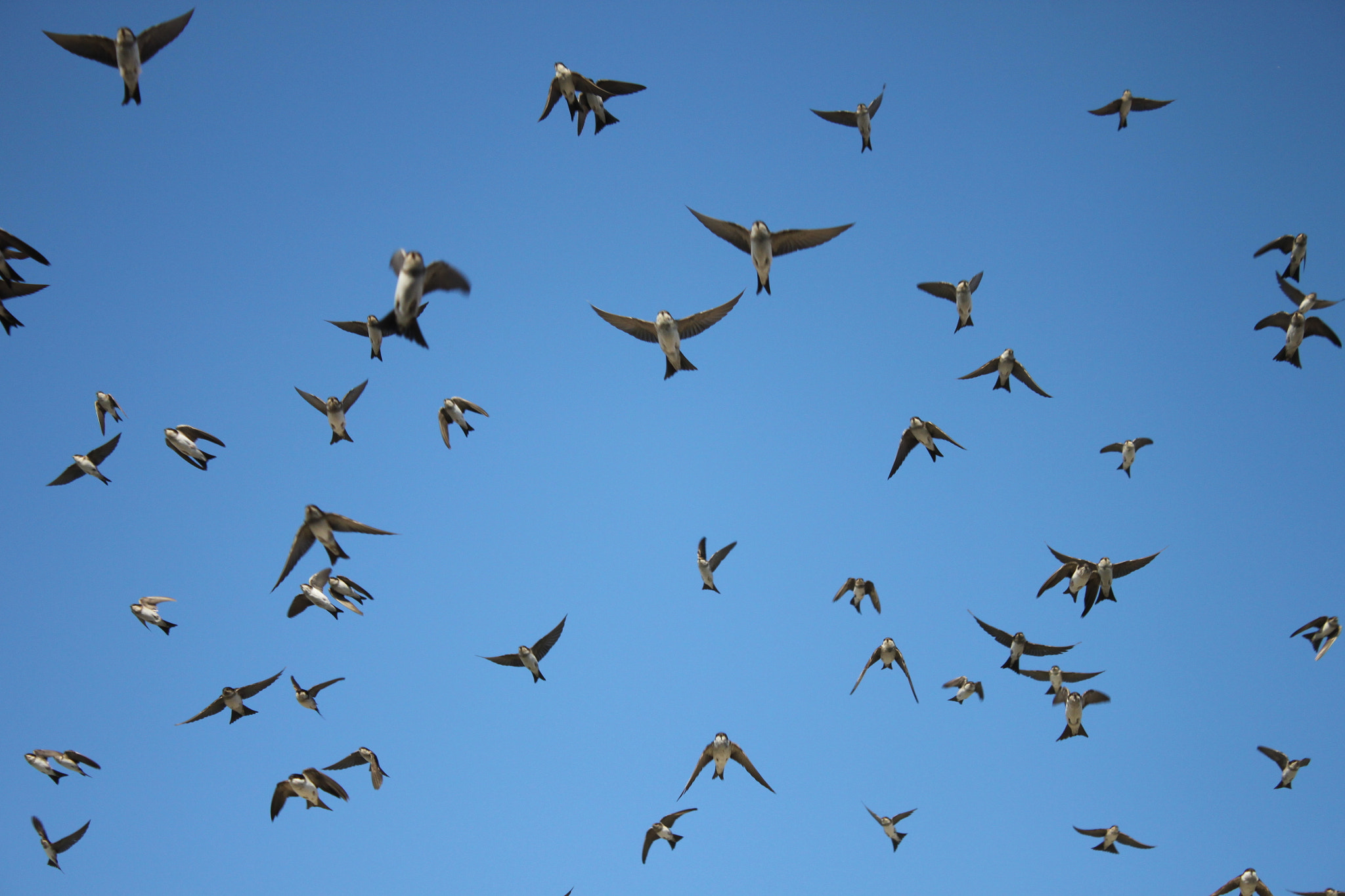 Canon EOS 500D (EOS Rebel T1i / EOS Kiss X3) sample photo. Our sweet swallowmorning photography