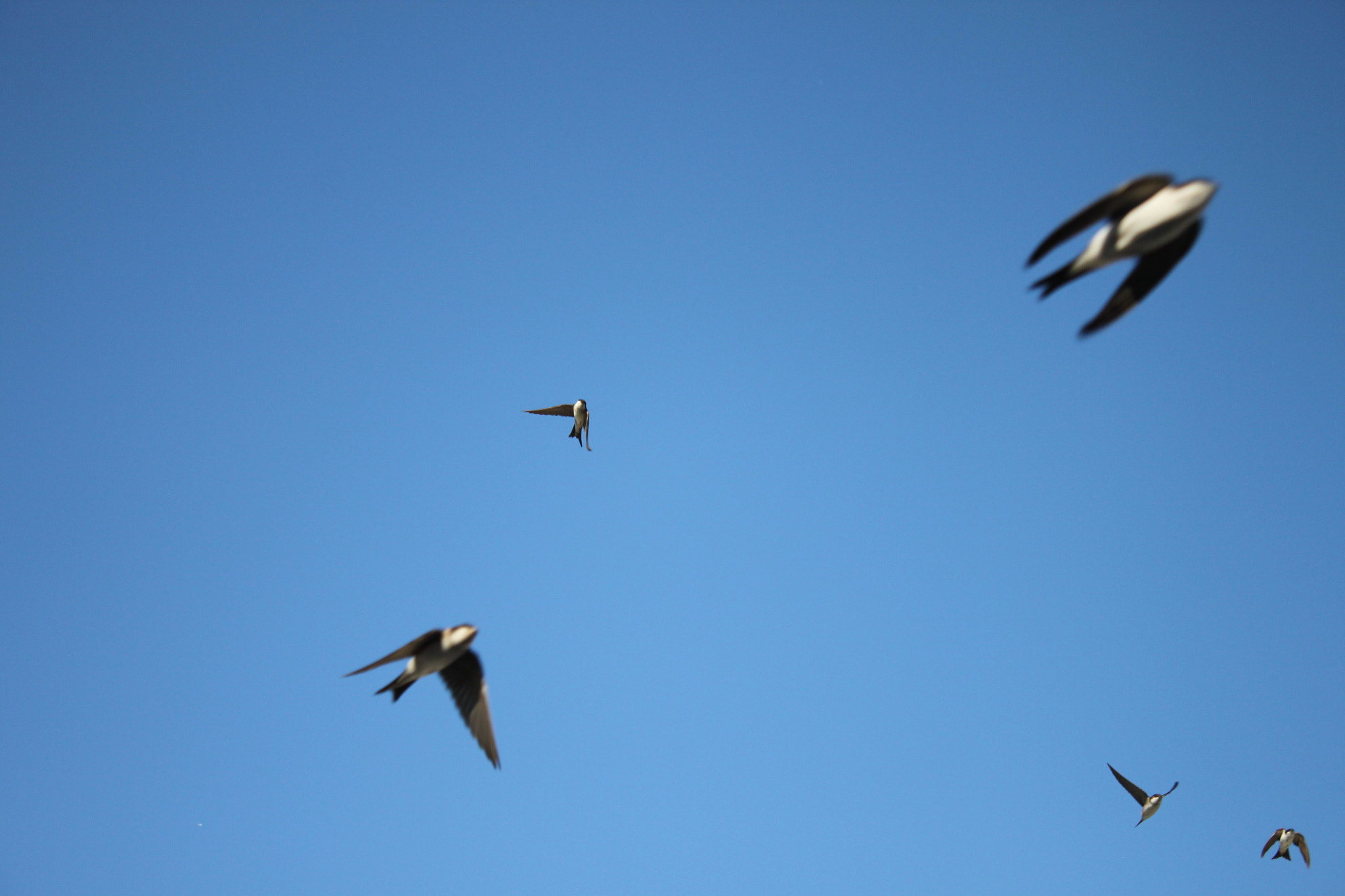Canon EOS 500D (EOS Rebel T1i / EOS Kiss X3) sample photo. Our sweet swallowmorning photography
