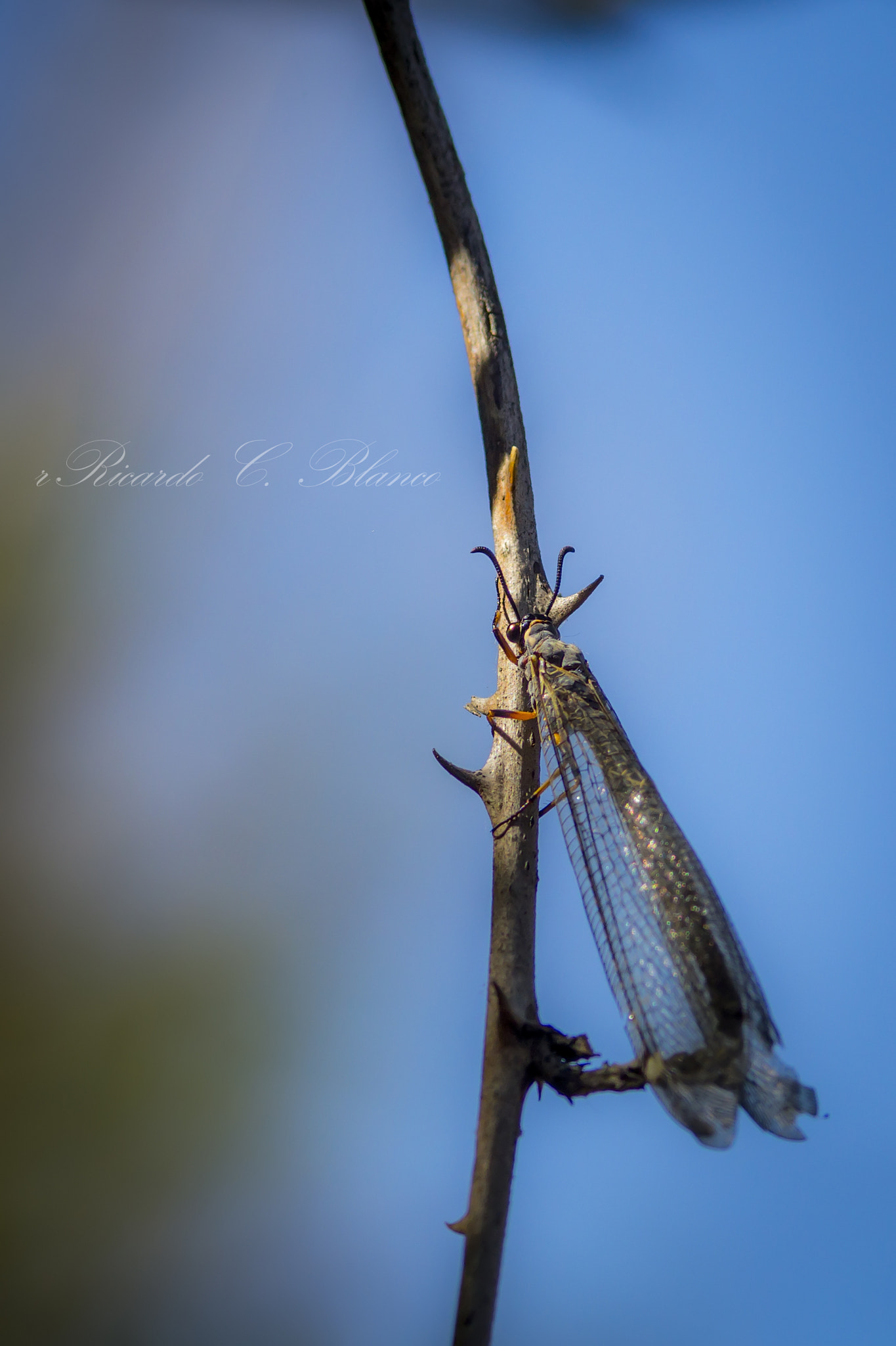 1.4x Teleconverter sample photo. Mis macros photography