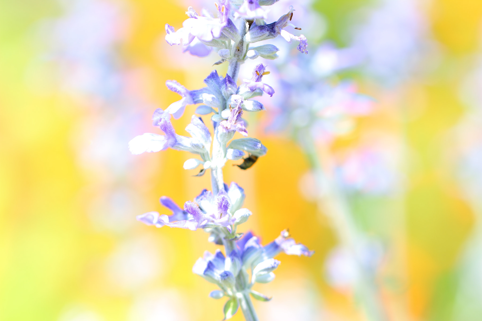 Canon EF 100mm F2.8L Macro IS USM sample photo. Blue salvia photography