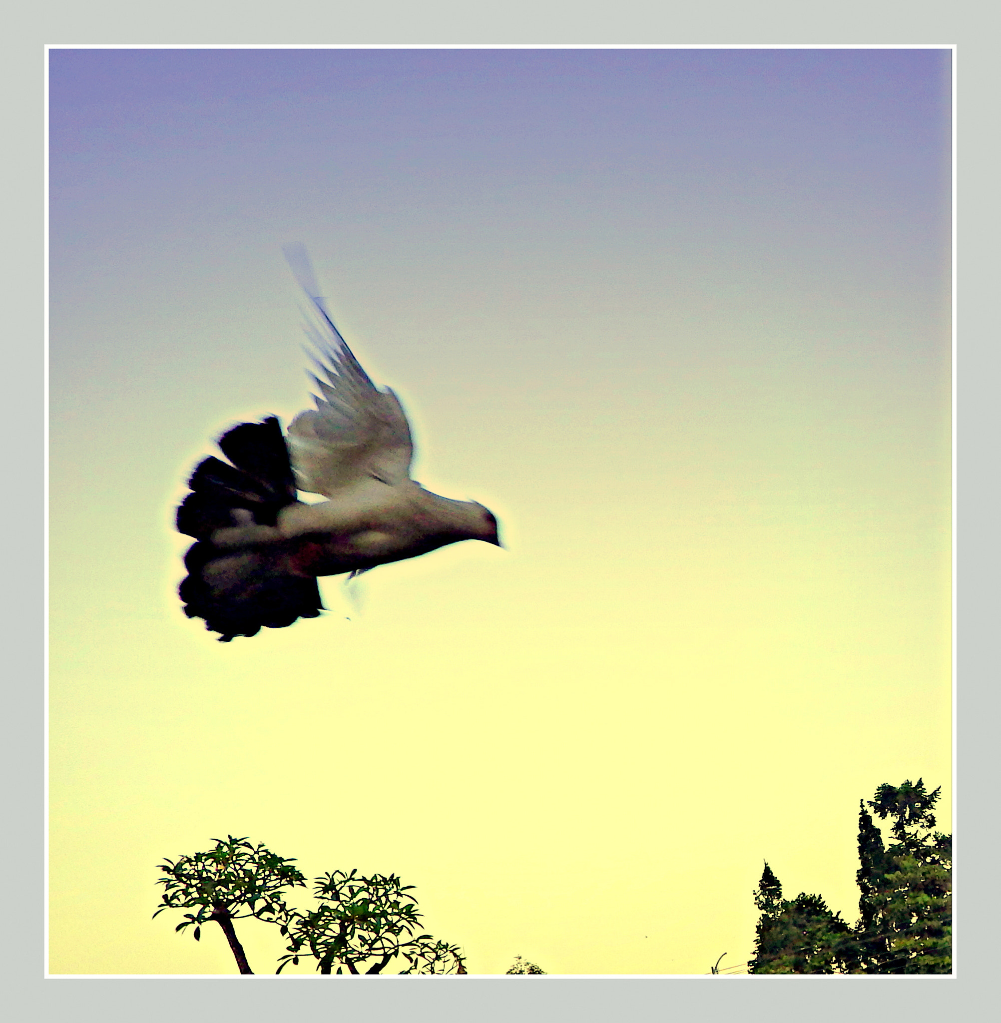 Ricoh WG-4 sample photo. Flying white dove photography