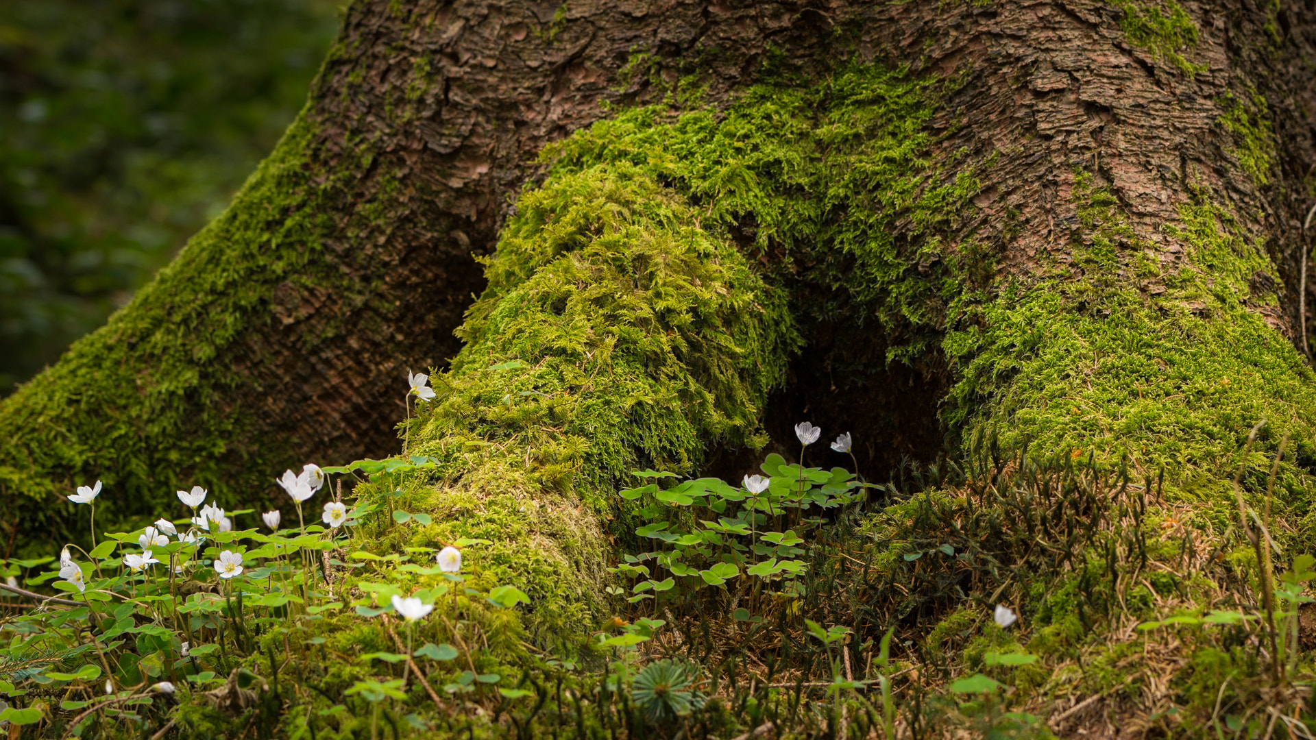 Nikon AF-S Nikkor 70-200mm F4G ED VR sample photo. At the feet of the giants photography