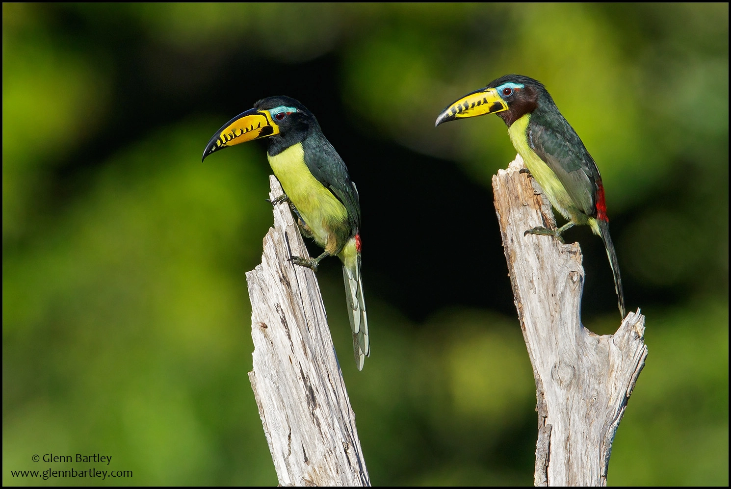 Canon EF 600mm F4L IS II USM sample photo. Lettered aracari (pteroglossus inscriptus) photography