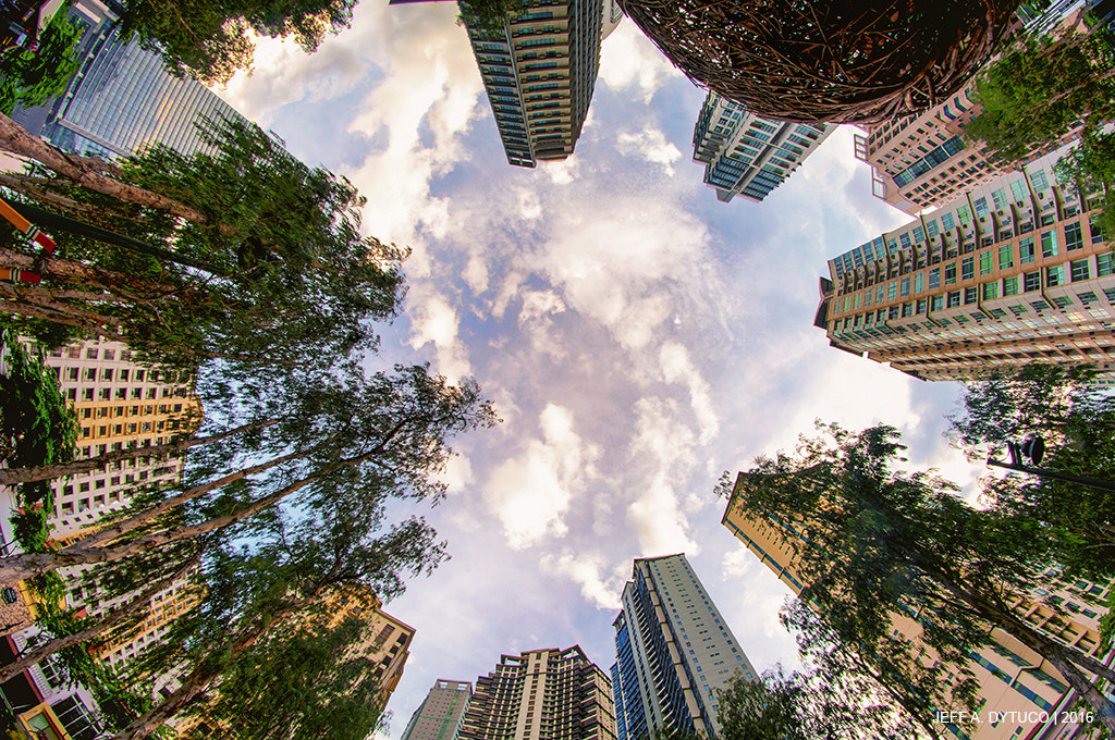 Nikon D90 + Samyang 8mm F3.5 Aspherical IF MC Fisheye sample photo. Worm's view photography