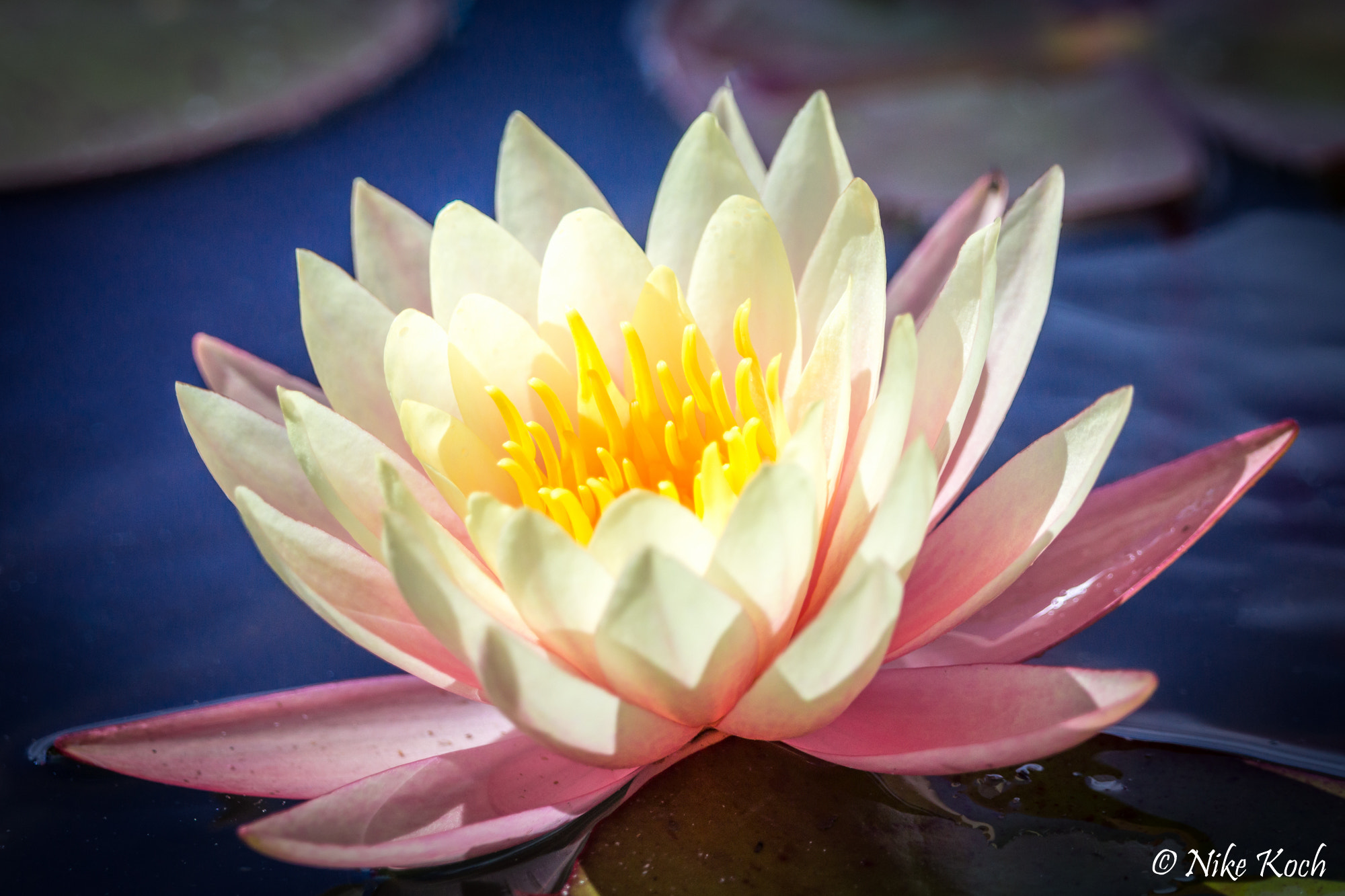 Sony SLT-A77 + Sony 70-400mm F4-5.6 G SSM II sample photo. Water lily loveliness photography