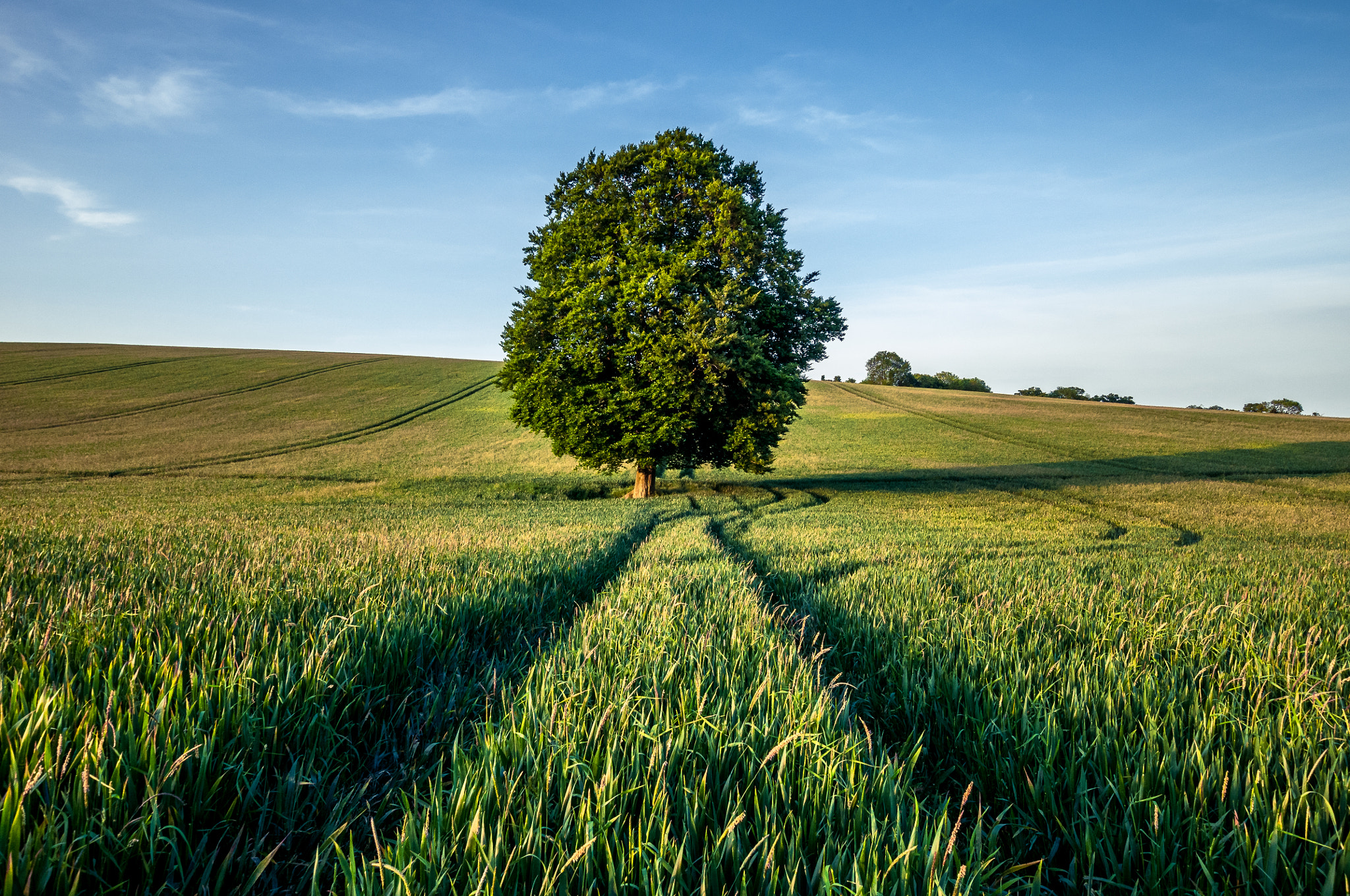 Nikon D300 + Sigma 10-20mm F3.5 EX DC HSM sample photo. Tree photography