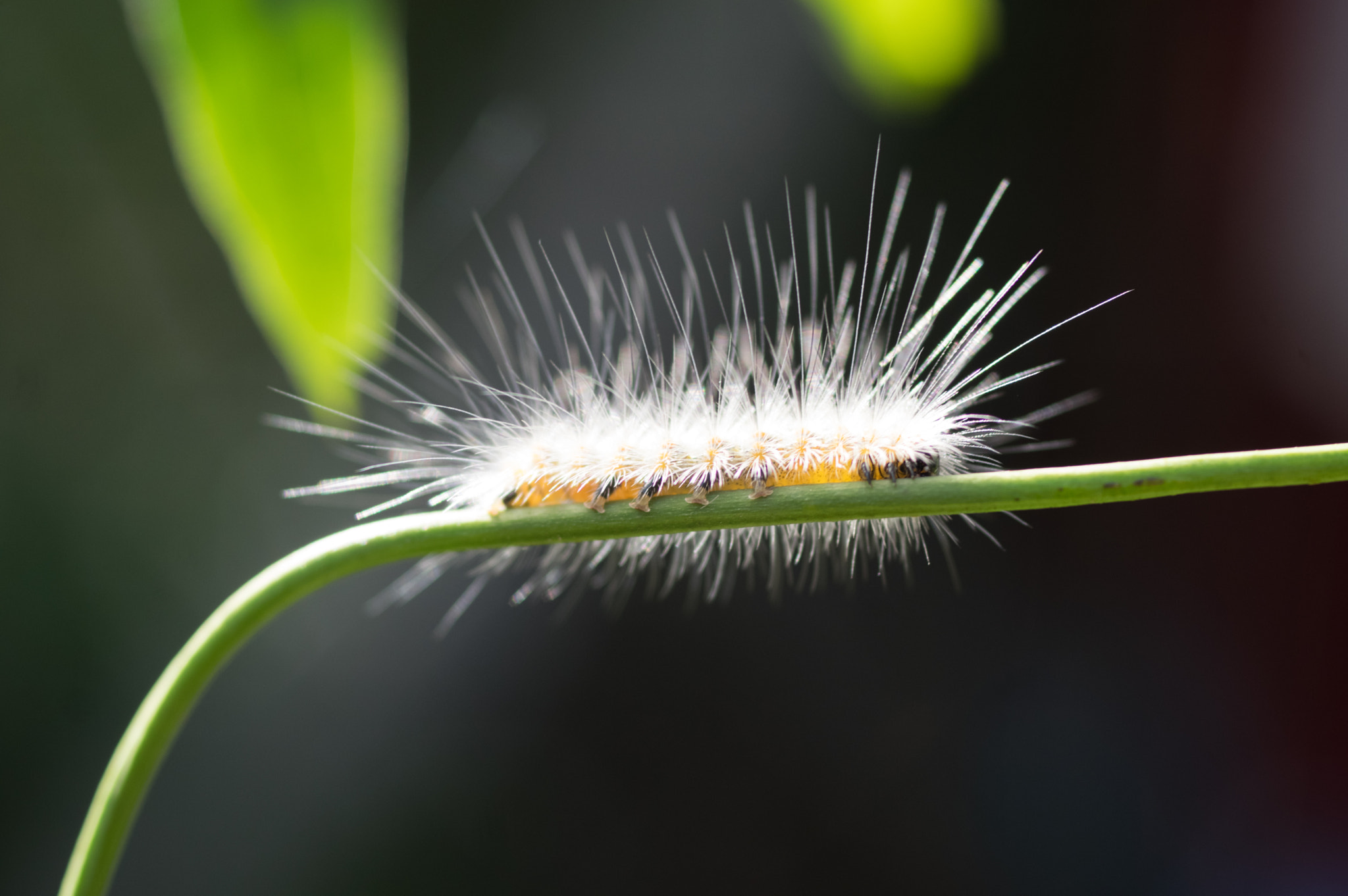 smc PENTAX-FA Macro 50mm F2.8 sample photo. Little traveler photography