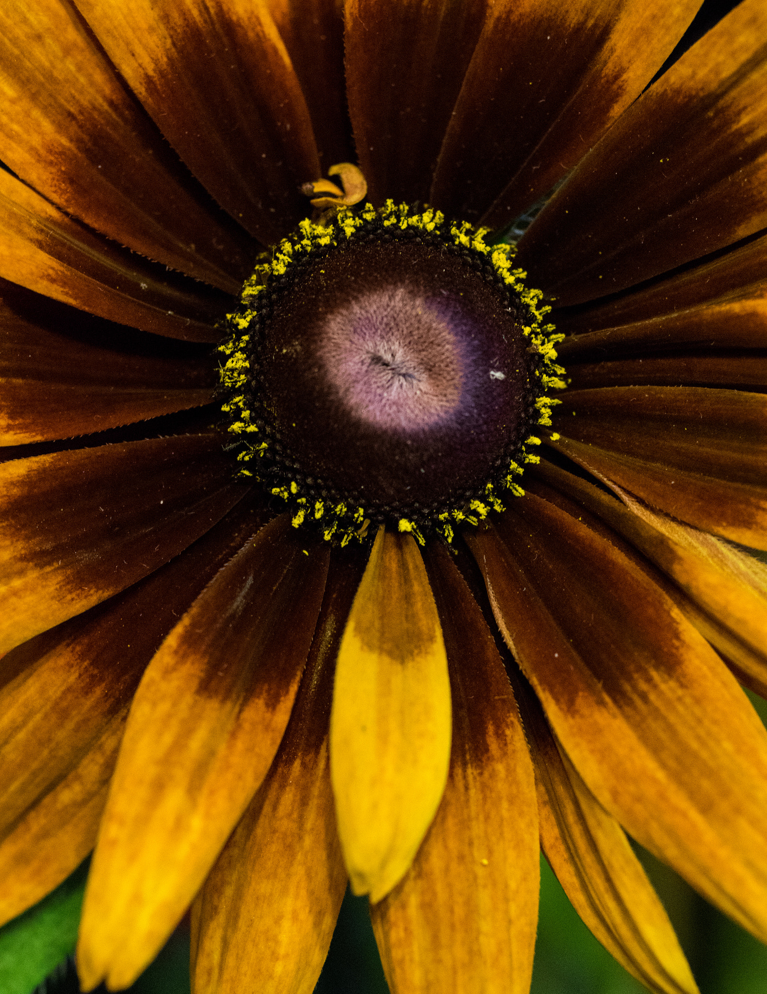 Pentax K-3 + smc PENTAX-FA Macro 50mm F2.8 sample photo. Rudbecki photography