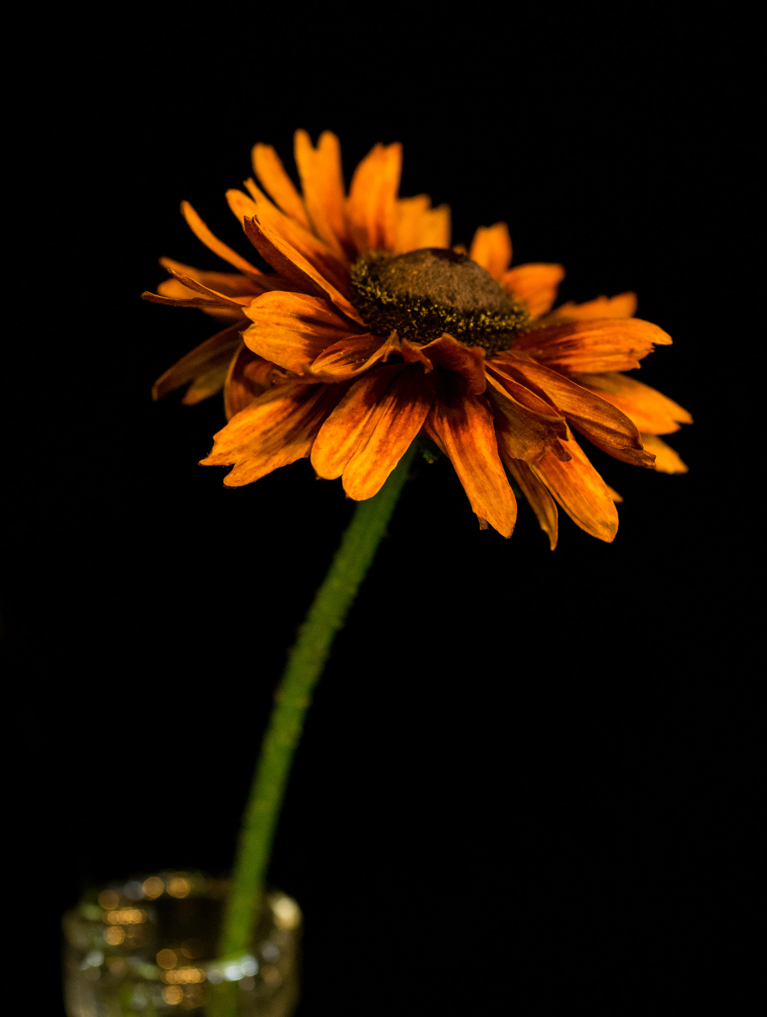 Pentax K-3 + smc PENTAX-FA Macro 50mm F2.8 sample photo. Single photography