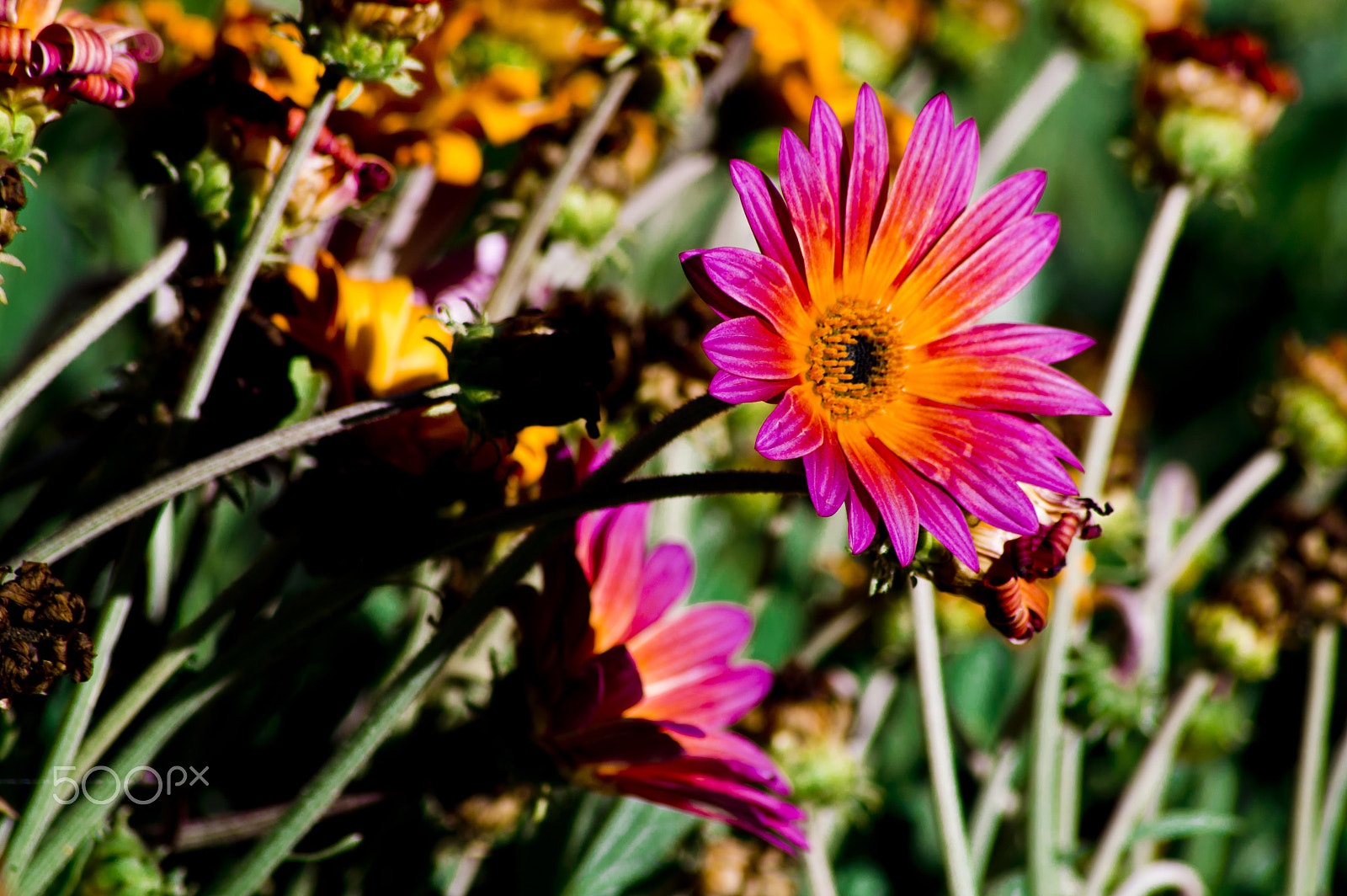 AF Zoom-Nikkor 28-80mm f/3.5-5.6D sample photo. Delightful daisy photography