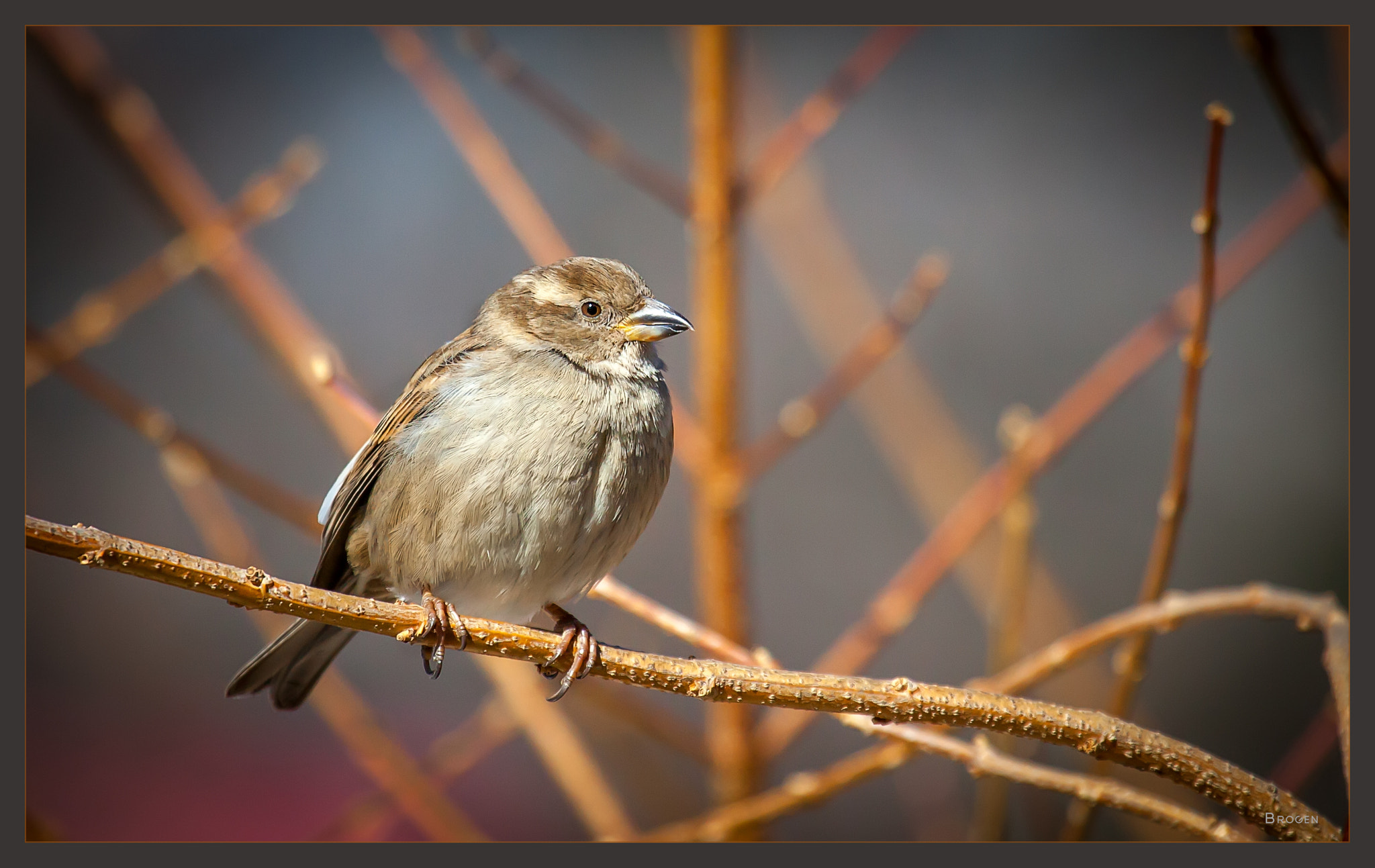 Canon EOS 5D Mark II + Canon EF 100-400mm F4.5-5.6L IS USM sample photo. Sit'n fat-n-happy photography