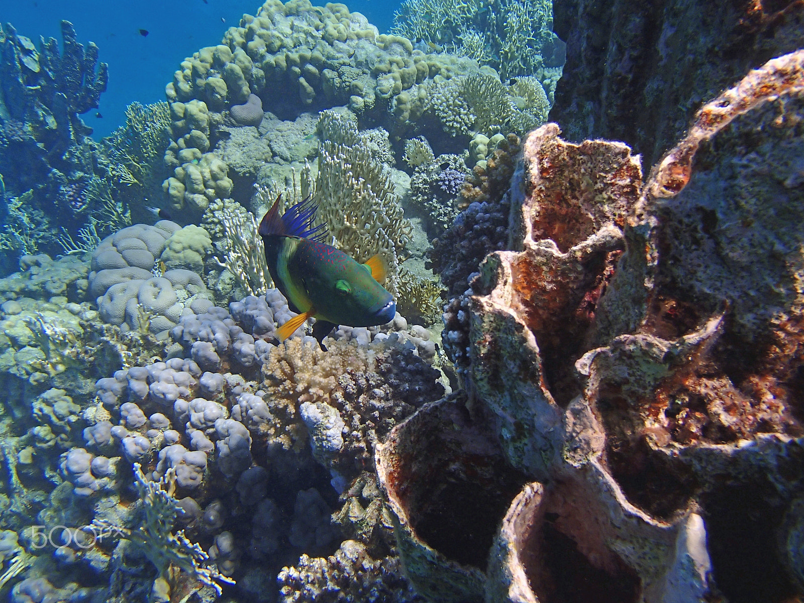 Olympus TG-820 sample photo. Amazing red sea snorkeling photography