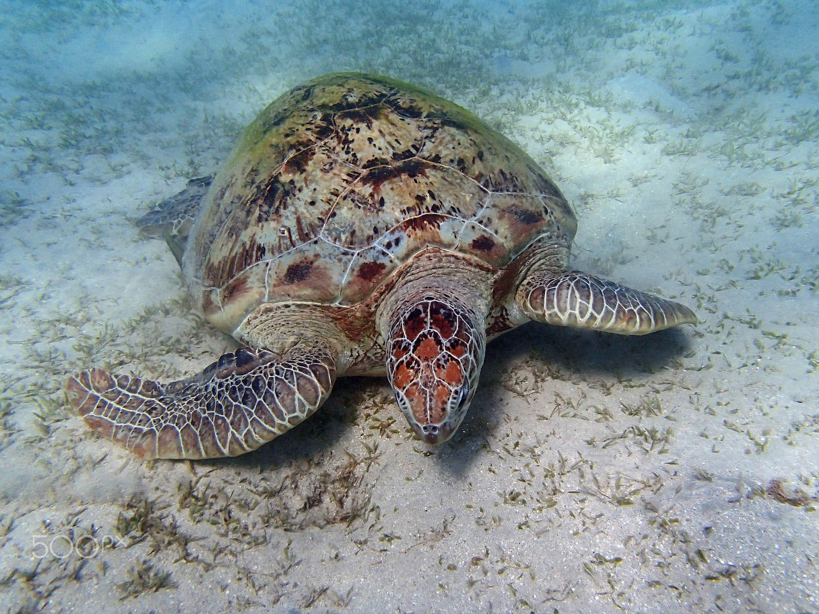 Olympus TG-820 sample photo. Sea turtle photography