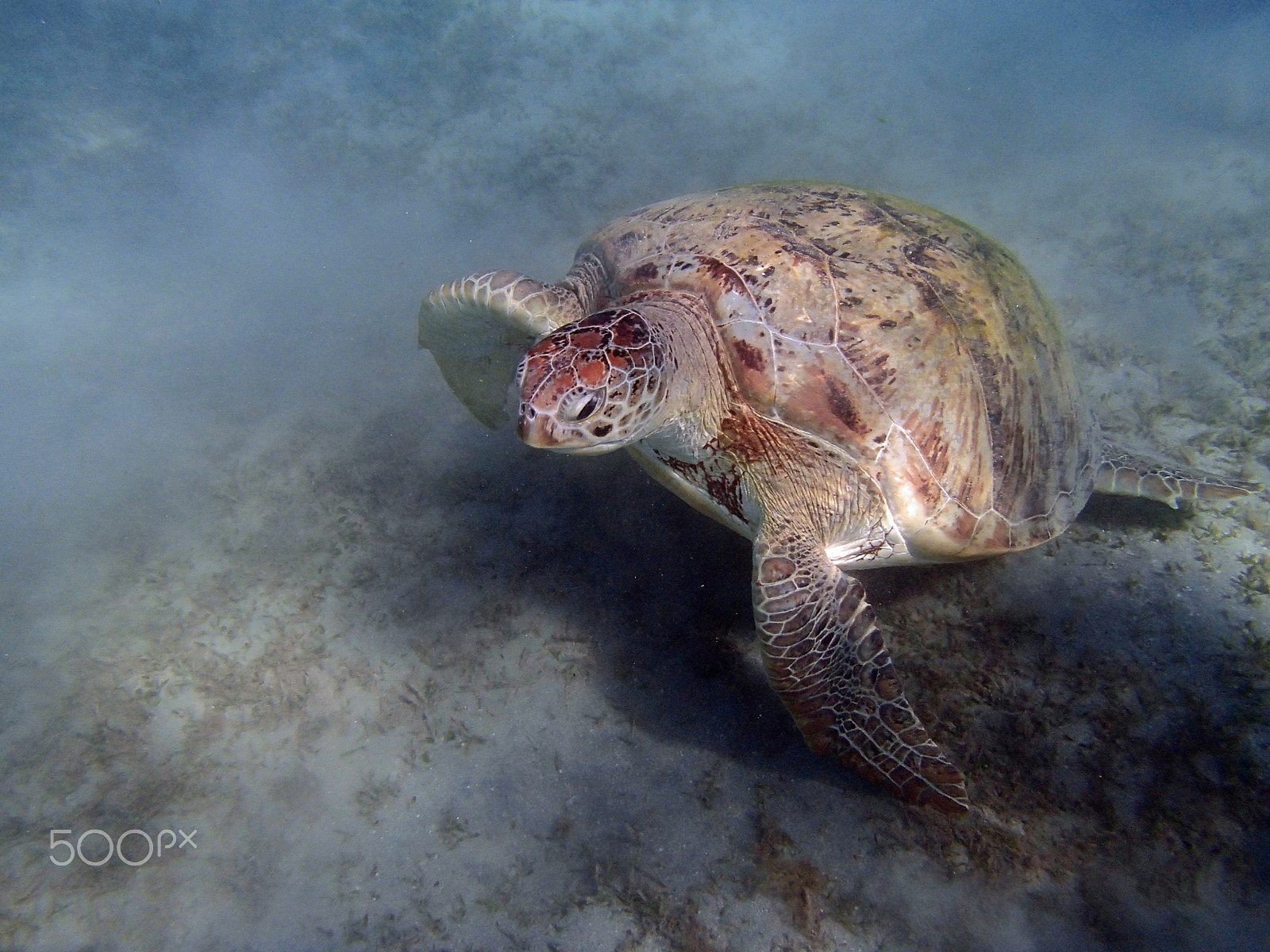 Olympus TG-820 sample photo. Sea turtle photography