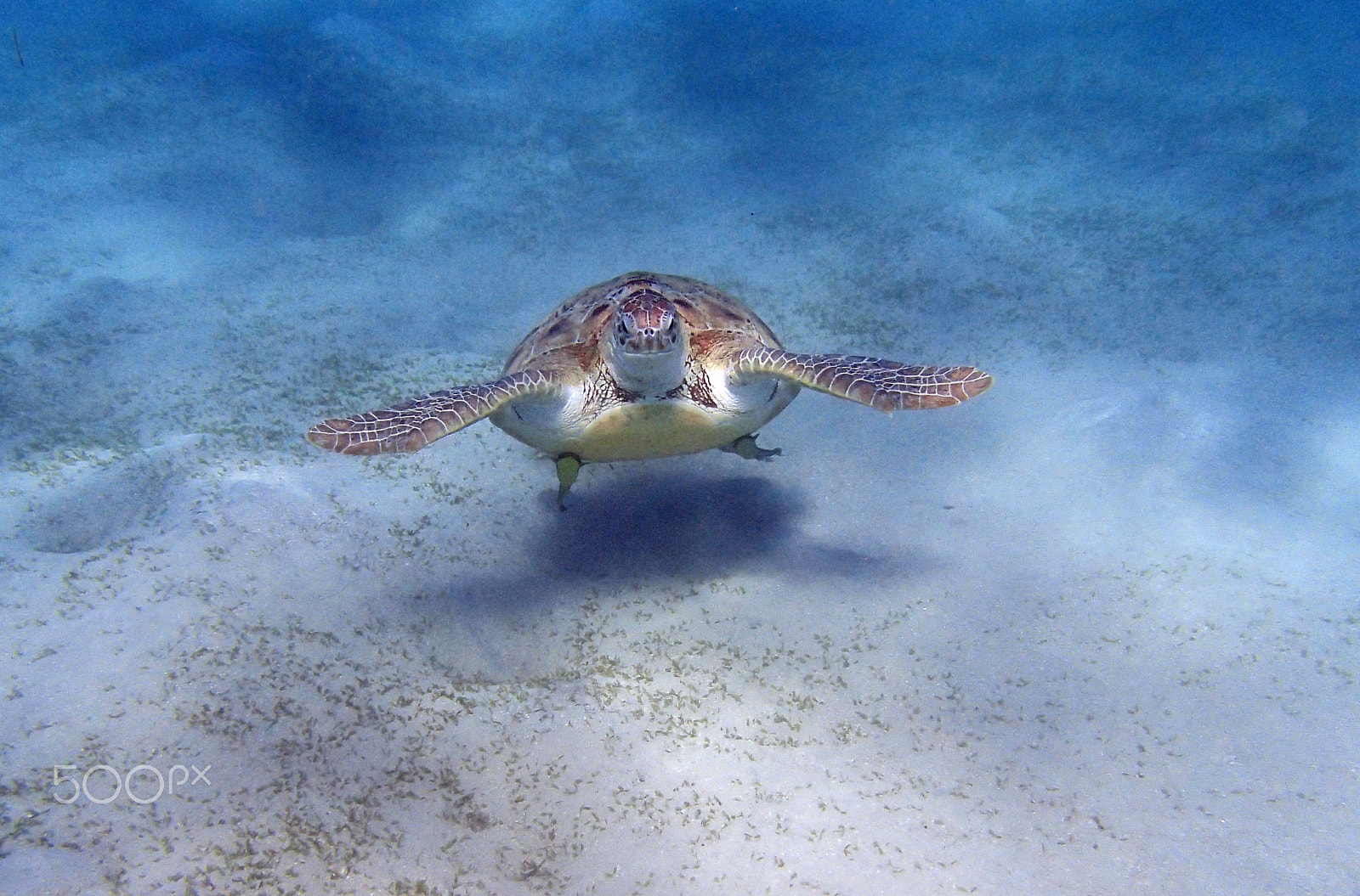 Olympus TG-820 sample photo. Sea turtle photography