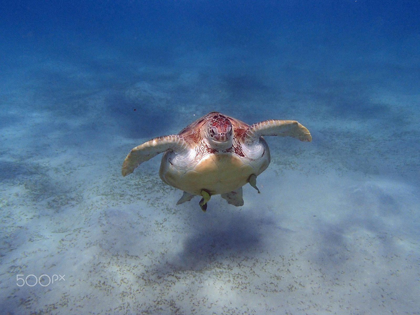 Olympus TG-820 sample photo. Sea turtle photography