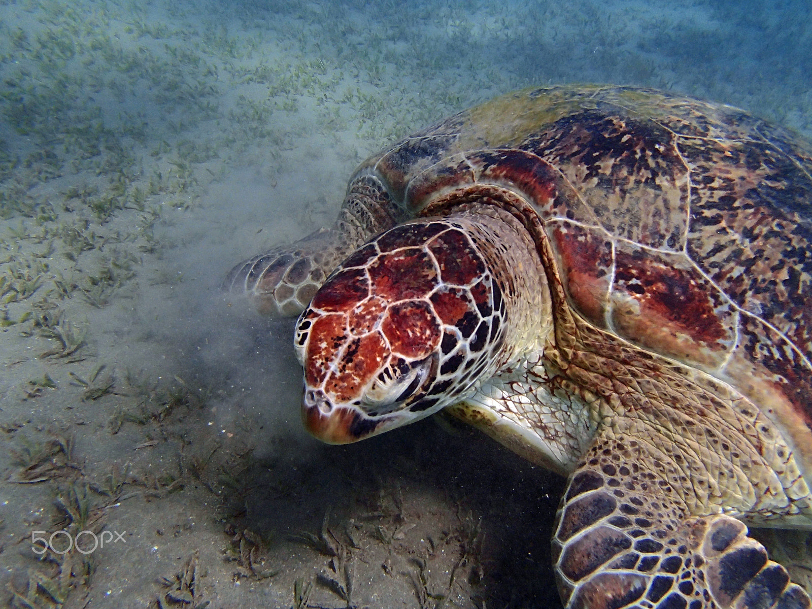 Olympus TG-820 sample photo. Sea turtle photography