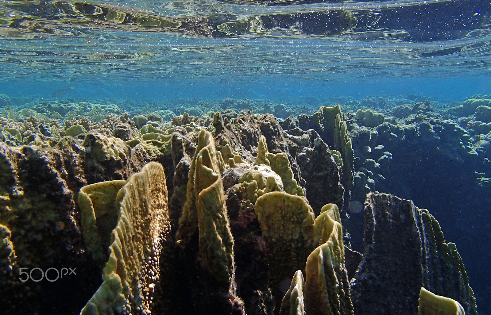 Olympus TG-820 sample photo. Amazing red sea snorkeling photography