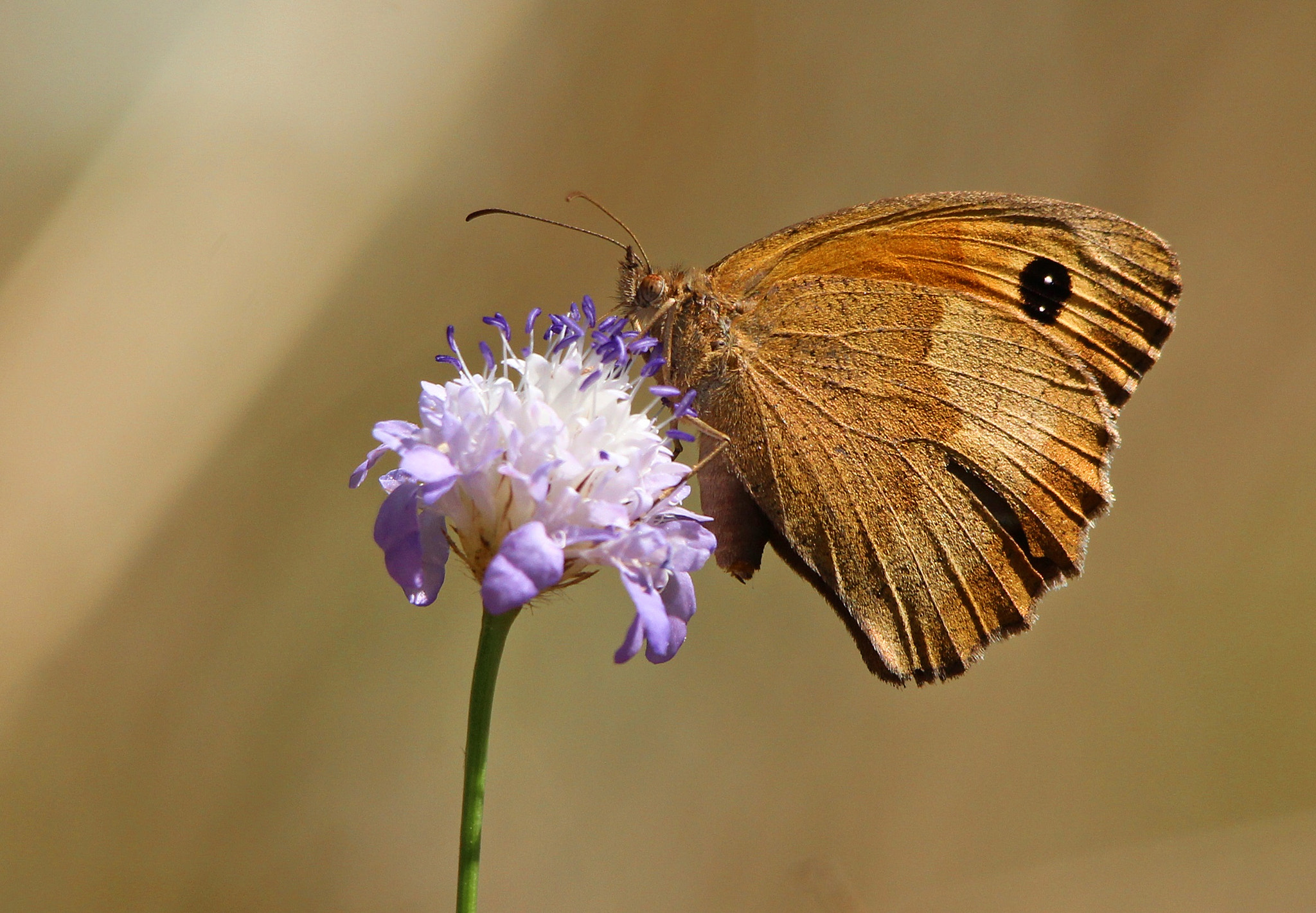 Sigma 150-500mm F5-6.3 DG OS HSM sample photo. Erebia neoridas photography