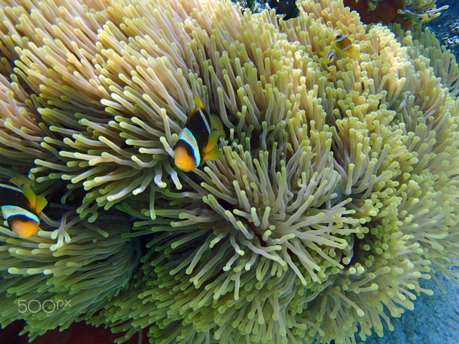 Olympus TG-820 sample photo. Clownfish and anemone photography