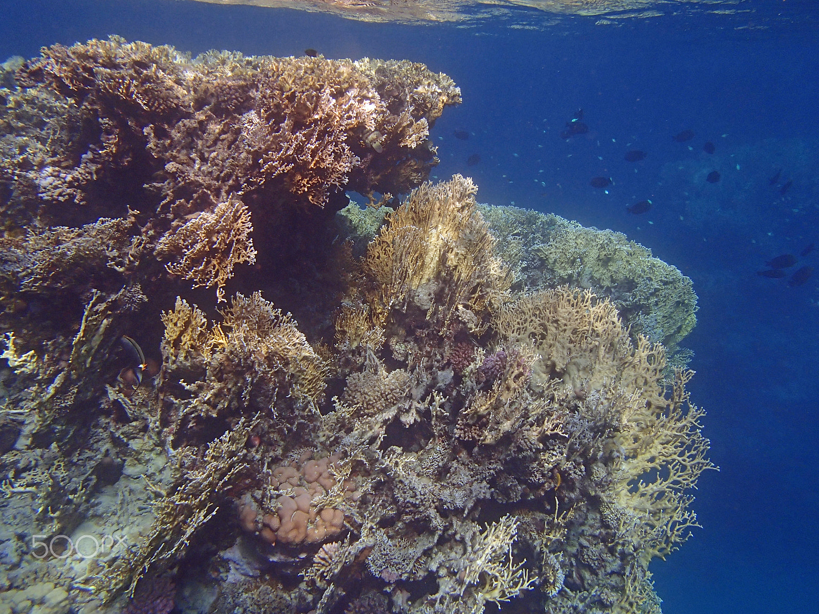 Olympus TG-820 sample photo. Underwater wildlife photography