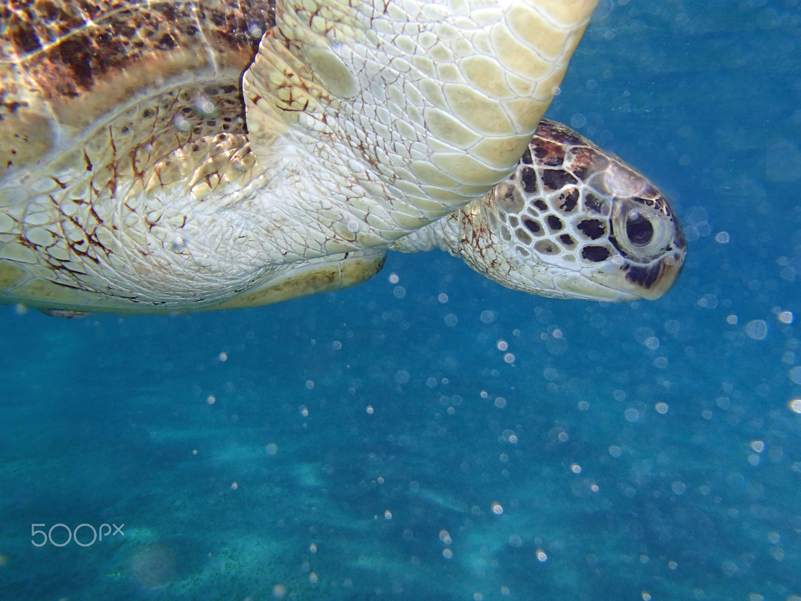 Olympus TG-820 sample photo. Sea turtle photography