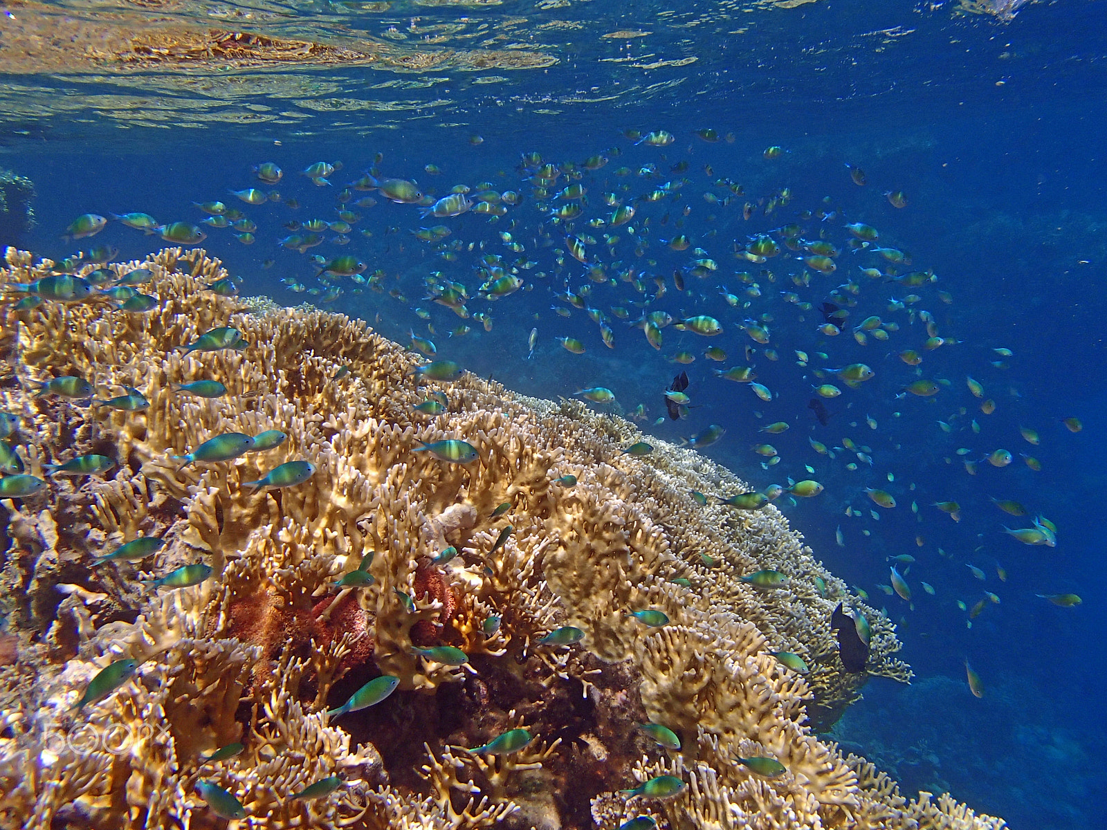 Olympus TG-820 sample photo. Amazing snorkeling photography