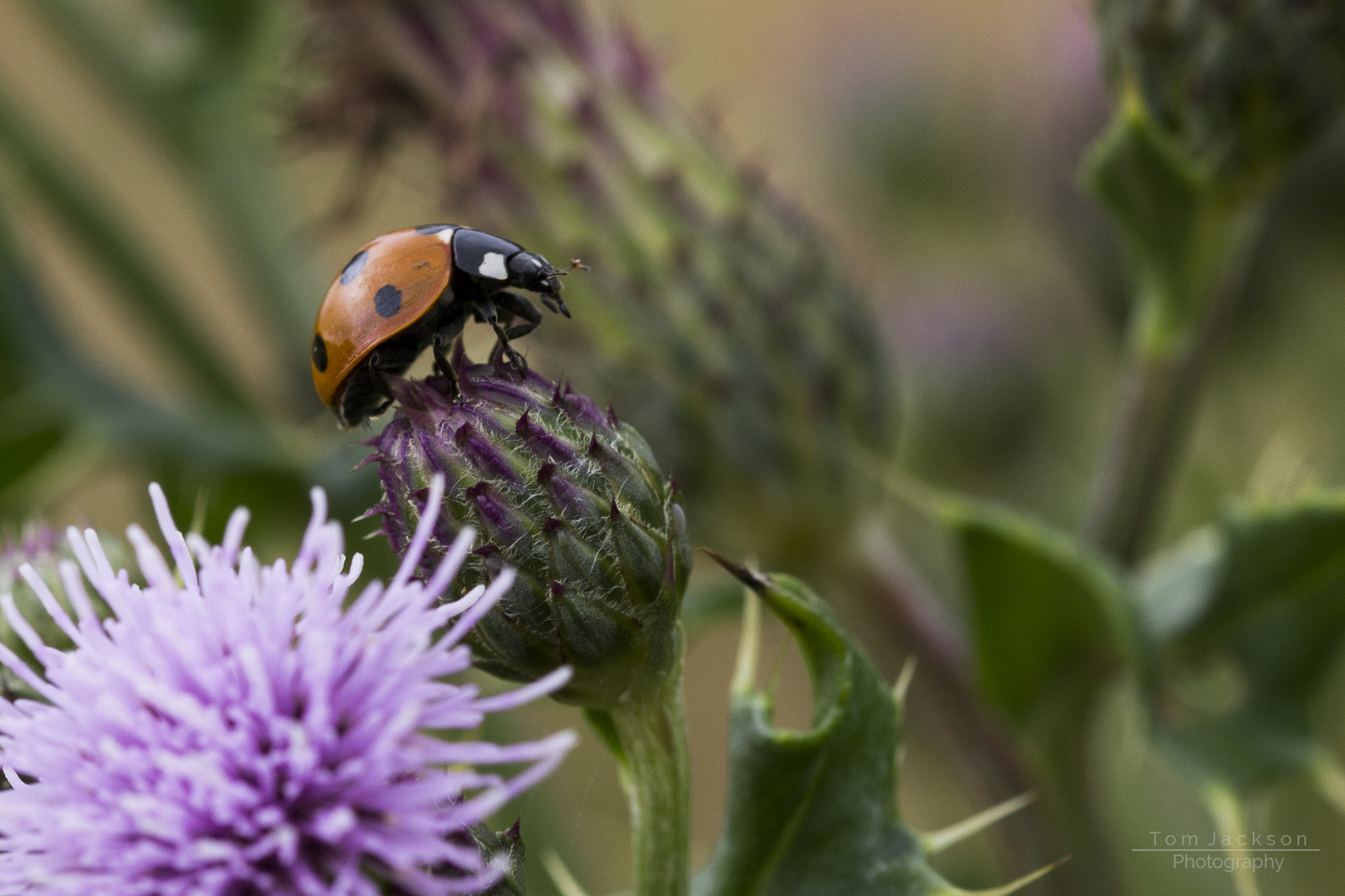 Sigma 105mm F2.8 EX DG OS HSM sample photo. Ladybird photography