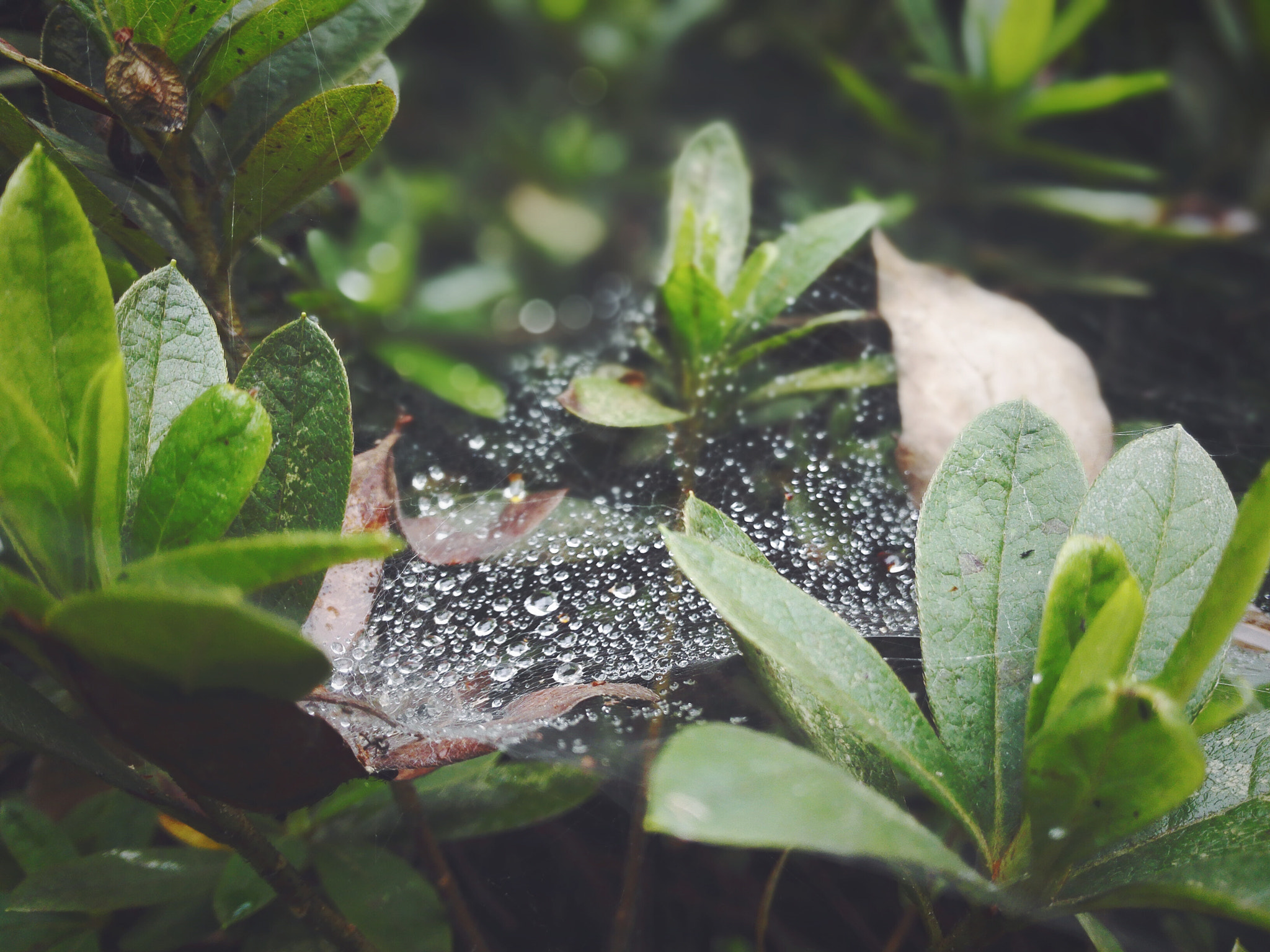 HUAWEI PE-CL00 sample photo. Dewdrops on spider web photography