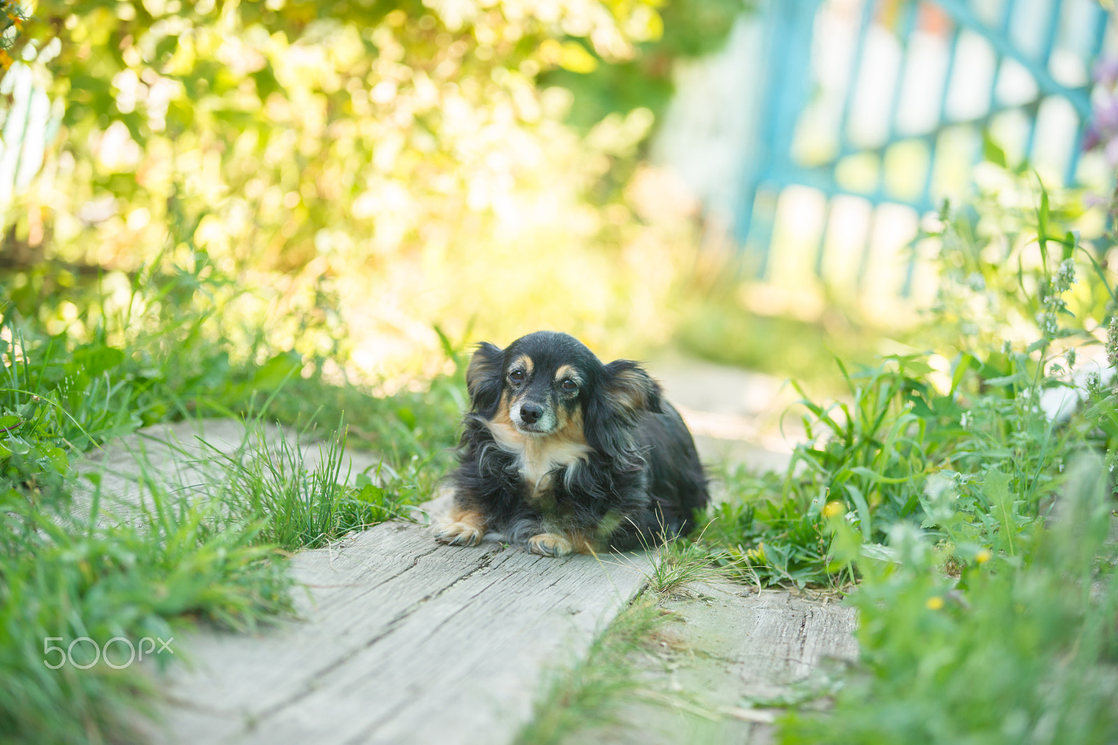 Sony Alpha DSLR-A850 + Tamron SP AF 70-200mm F2.8 Di LD (IF) MACRO sample photo. Little friends photography