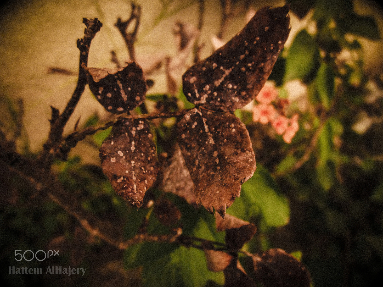 Canon PowerShot A1200 sample photo. Dry leaves photography