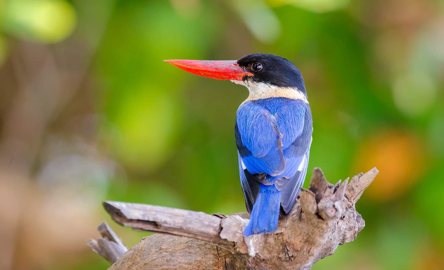 Nikon D7000 + Nikon AF-S Nikkor 500mm F4G ED VR sample photo. Black capped kingfisher photography