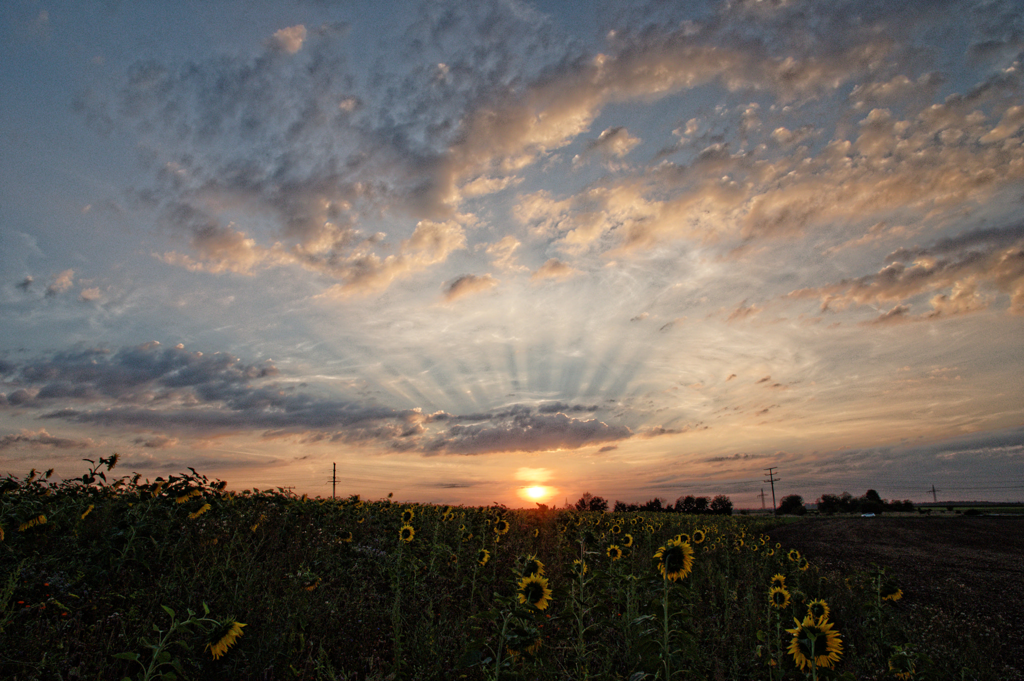 Pentax K-3 II sample photo. Sunrise over sunflowers photography