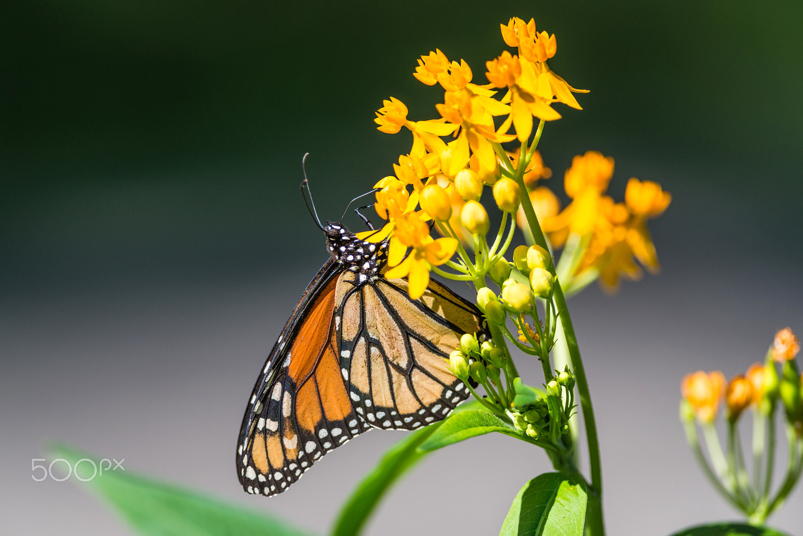 Nikon D800E + Nikon AF-S Nikkor 300mm F4D ED-IF sample photo. The monarch photography